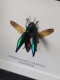 review-img