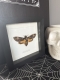 review-img