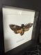 review-img