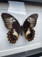 review-img