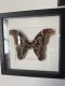 review-img