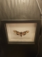 review-img