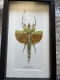 review-img