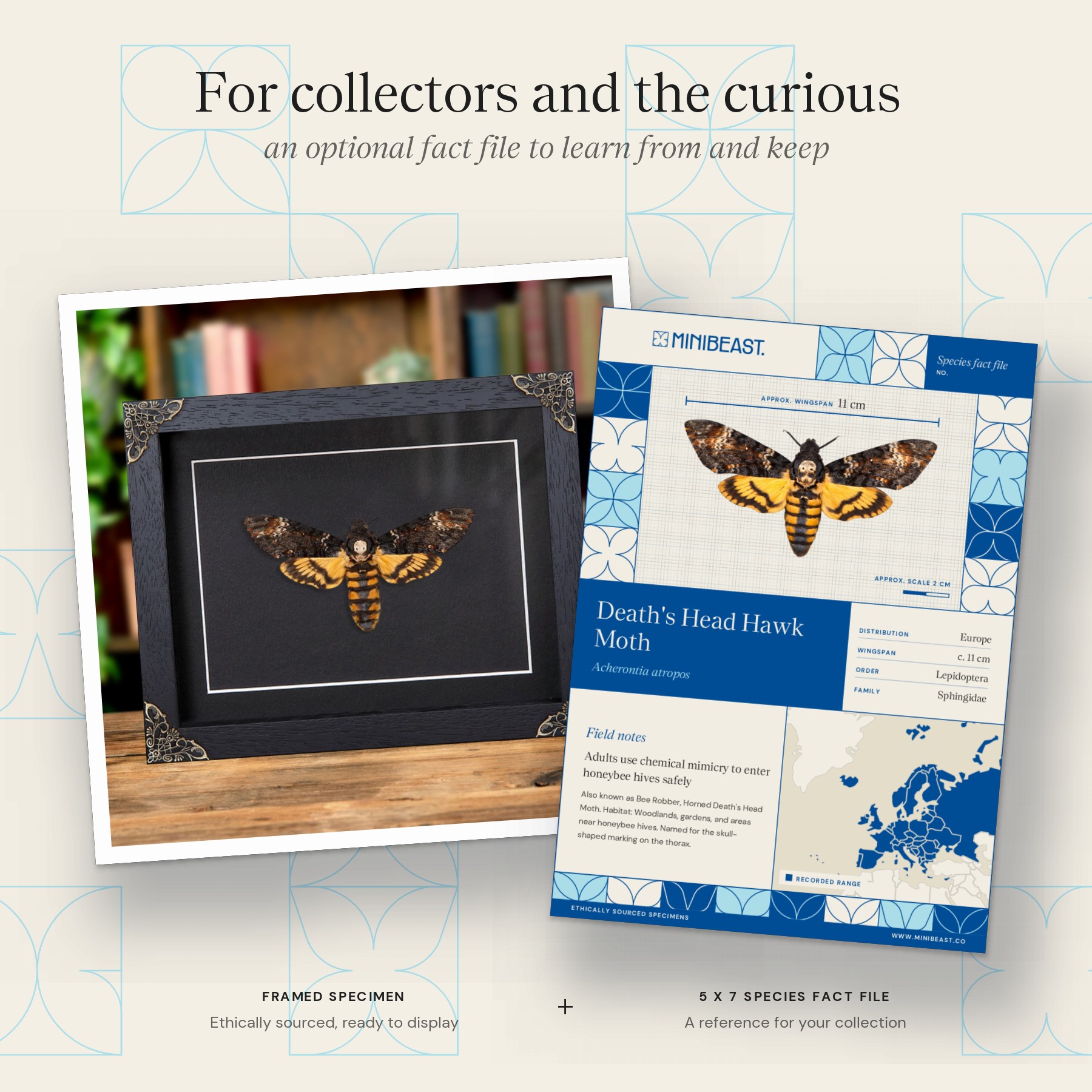 Minibeast XL Death's Head Hawk Moth In Baroque Style Frame