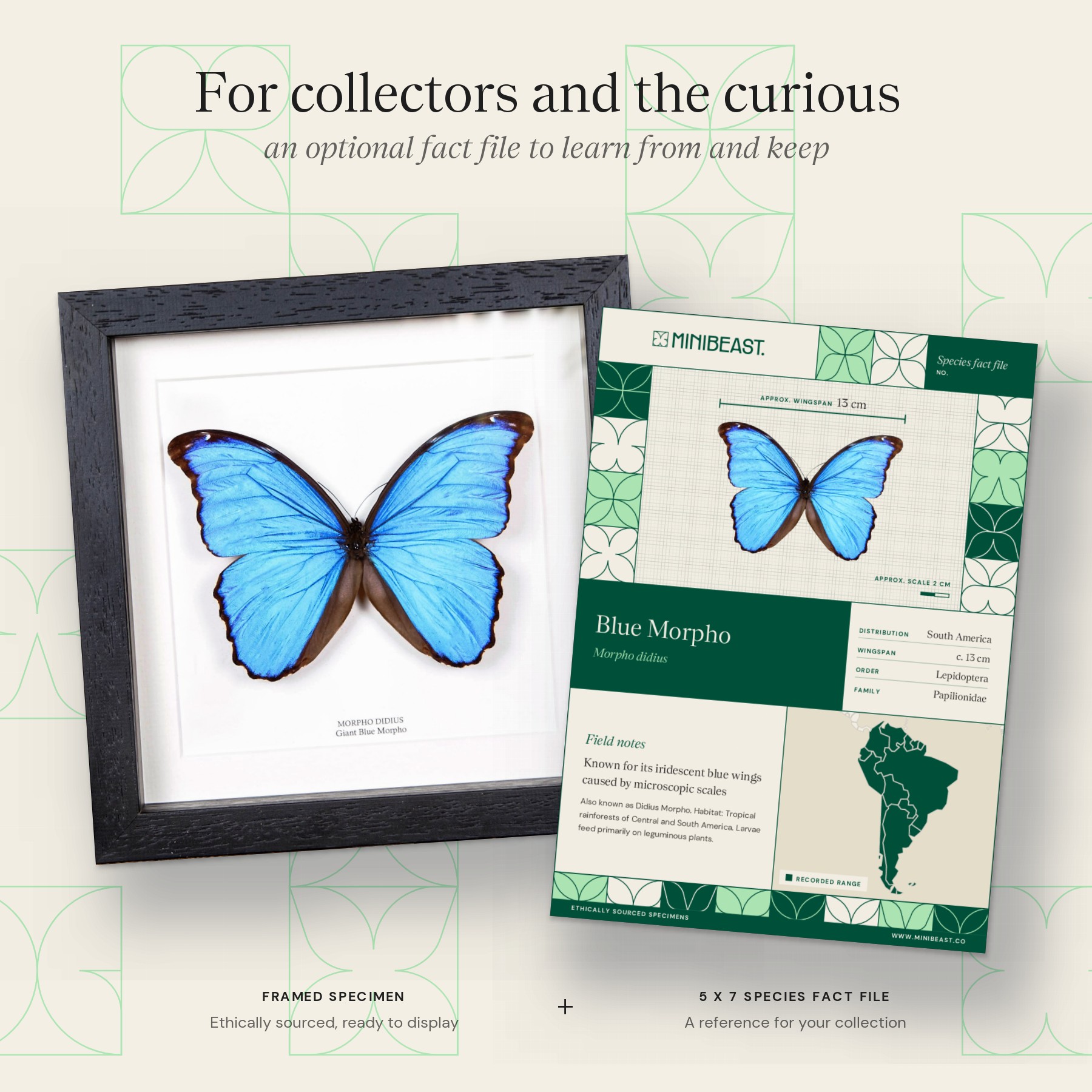 Minibeast Blue Morpho Butterfly (Morpho didius)