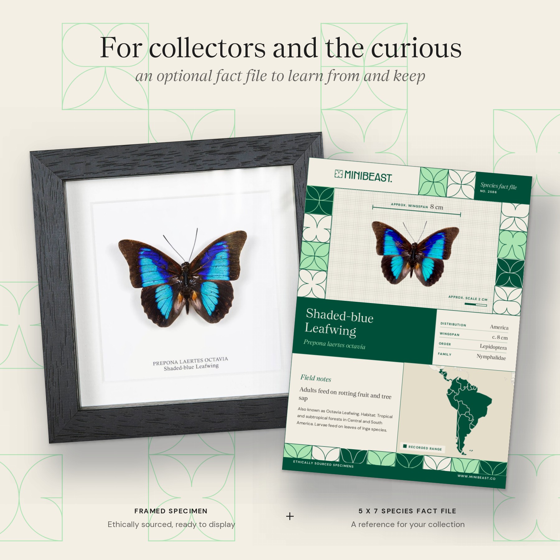 Minibeast Shaded-blue Leafwing Butterfly In Box Frame (Prepona laertes octavia)