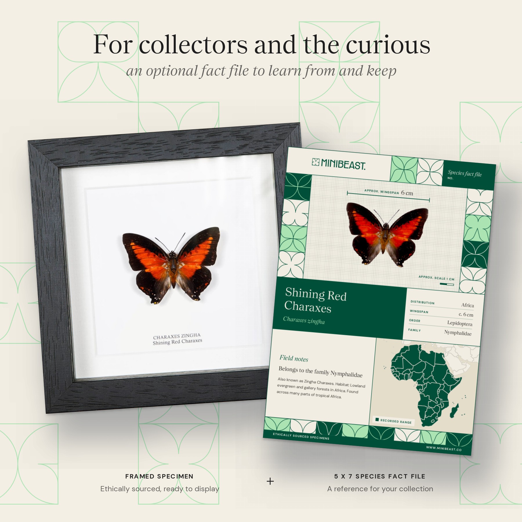 Minibeast Shining Red Charaxes In Box Frame (Charaxes zingha)