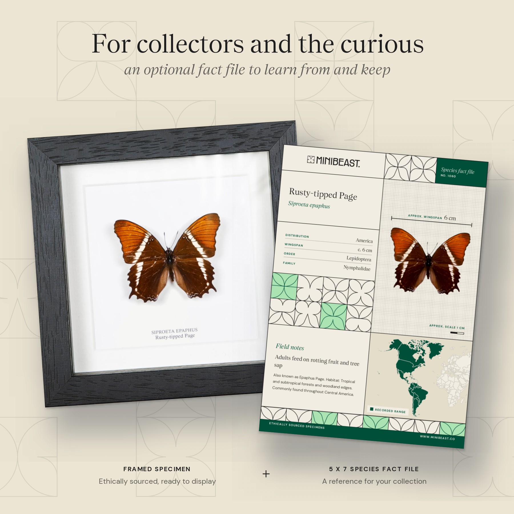 Minibeast Rusty-tipped Page Butterfly In Box Frame (Siproeta epaphus)