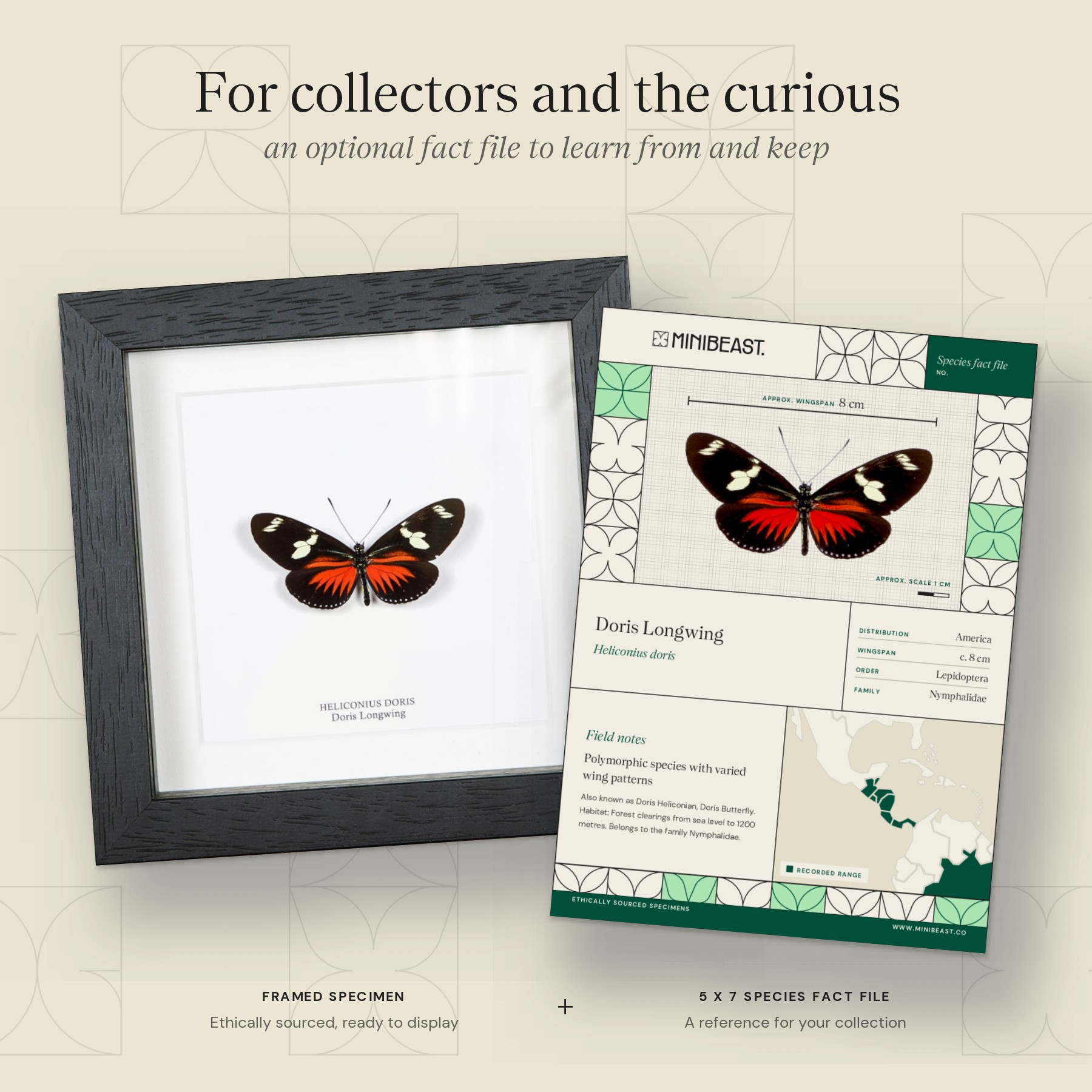 Doris Longwing Butterfly In Box Frame (Heliconius doris) Minibeast Doris Longwing Butterfly In Box Frame (Heliconius doris)