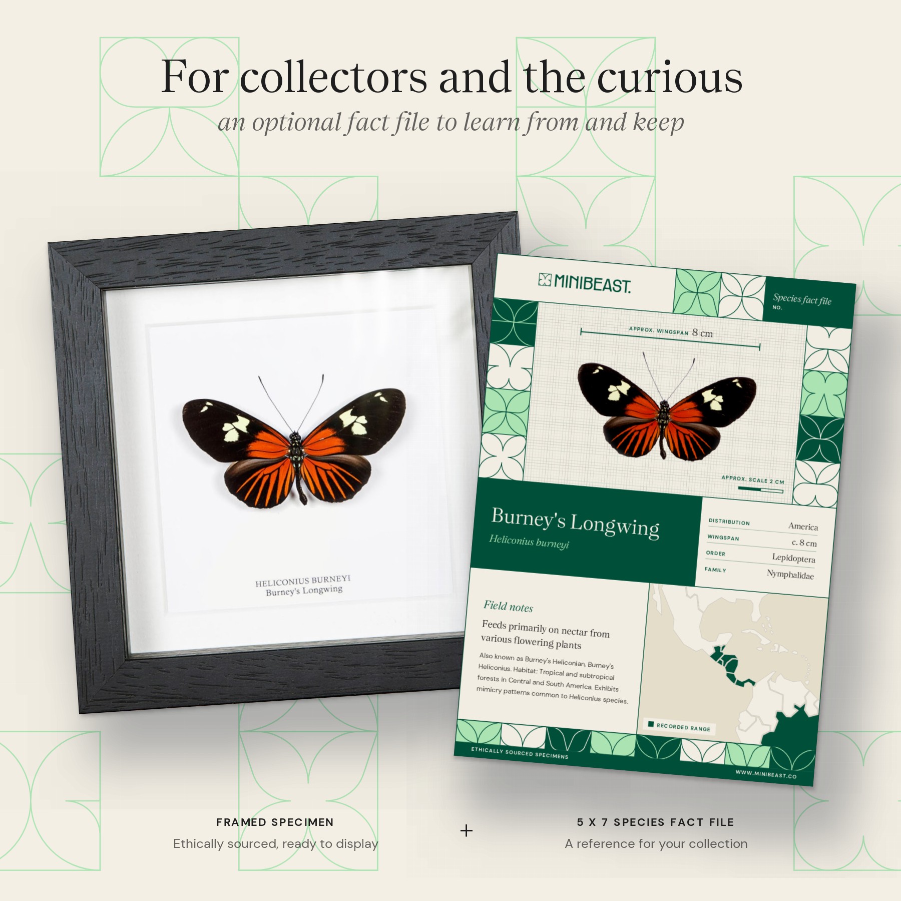 Minibeast Burney's Longwing Butterfly In Box Frame (Heliconius burneyi)