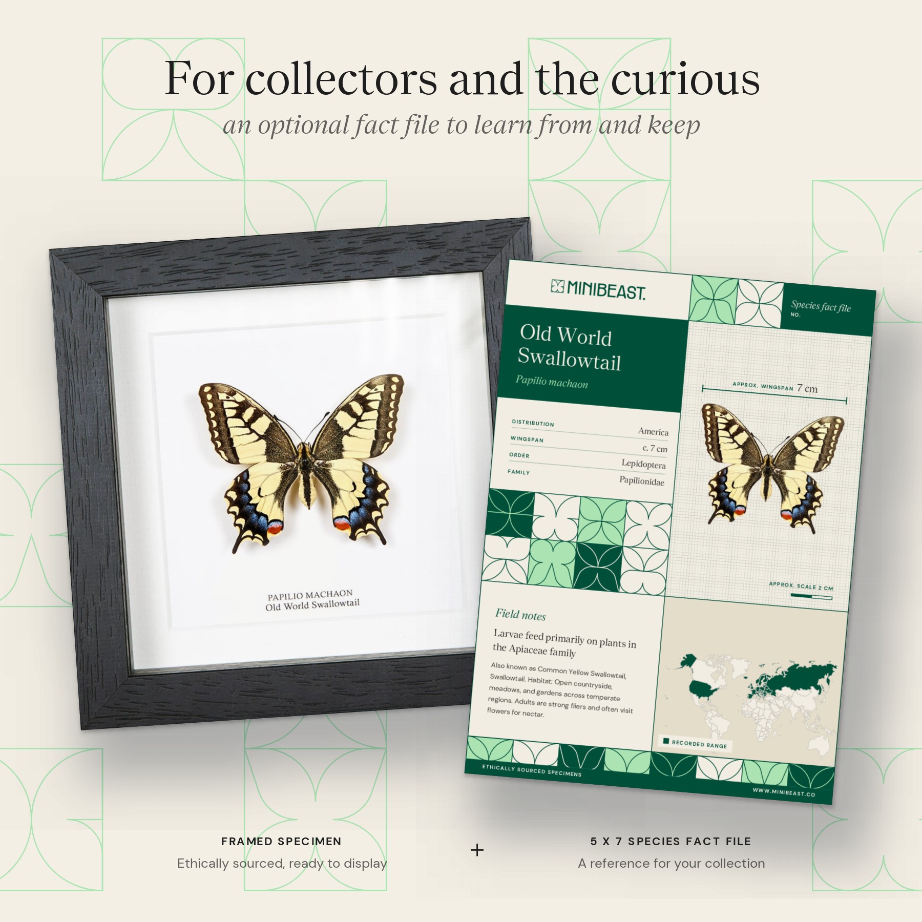 Minibeast Old World Swallowtail In Box Frame (Papilio machaon)