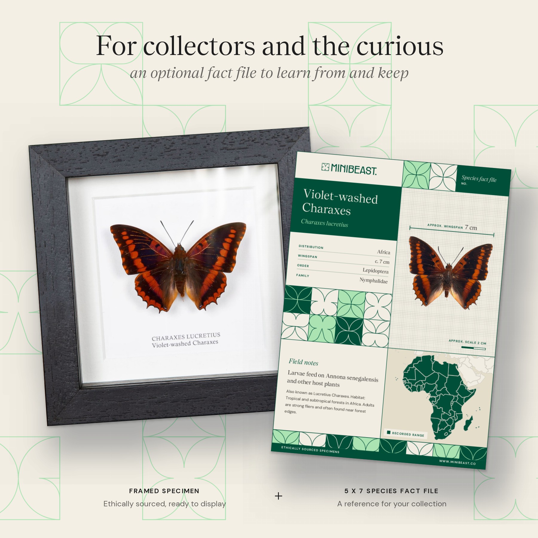 Minibeast Violet-washed Charaxes In Box Frame (Charaxes lucretius)