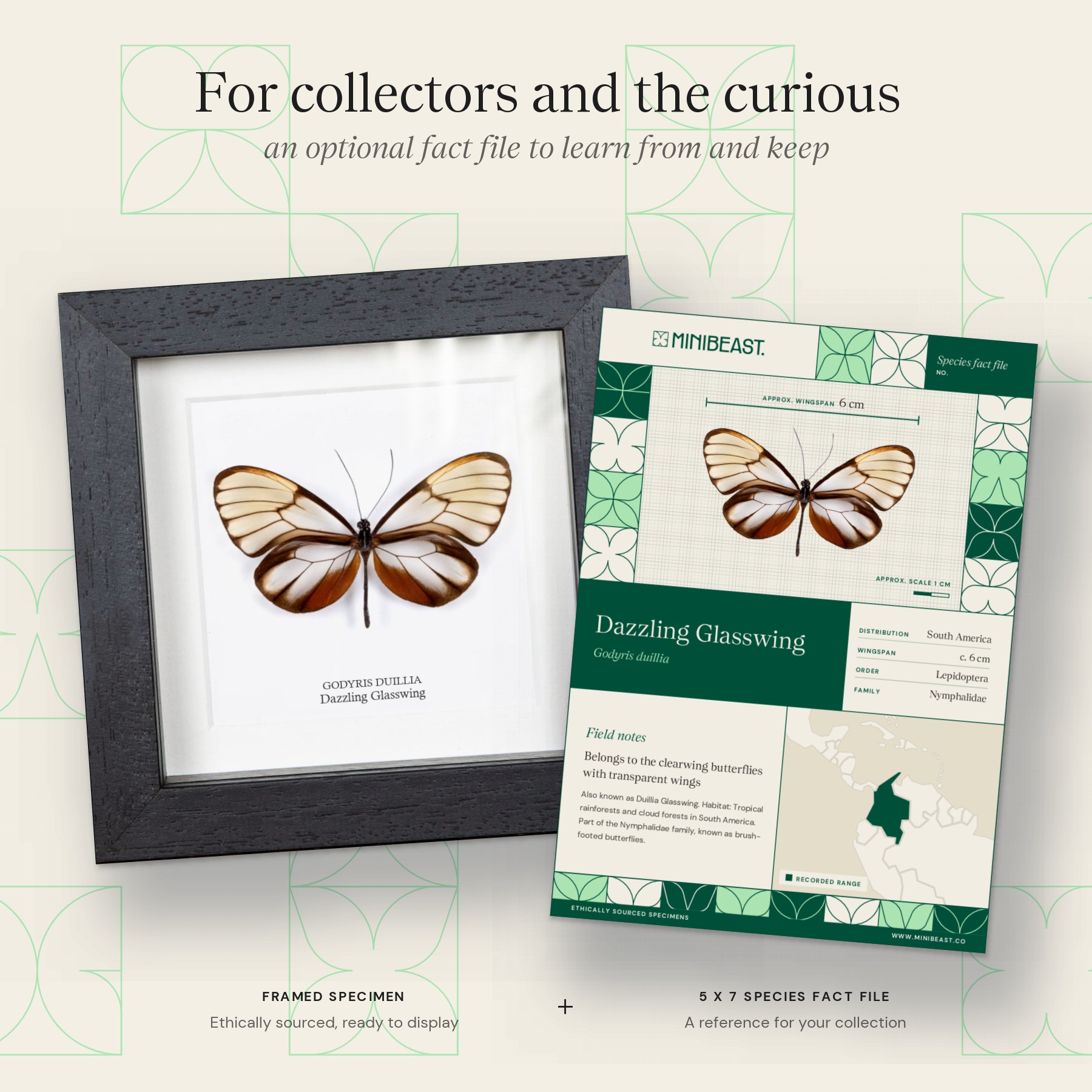 Dazzling Glasswing Butterfly In Box Frame (Godyris duillia) Minibeast Dazzling Glasswing Butterfly In Box Frame (Godyris duillia)