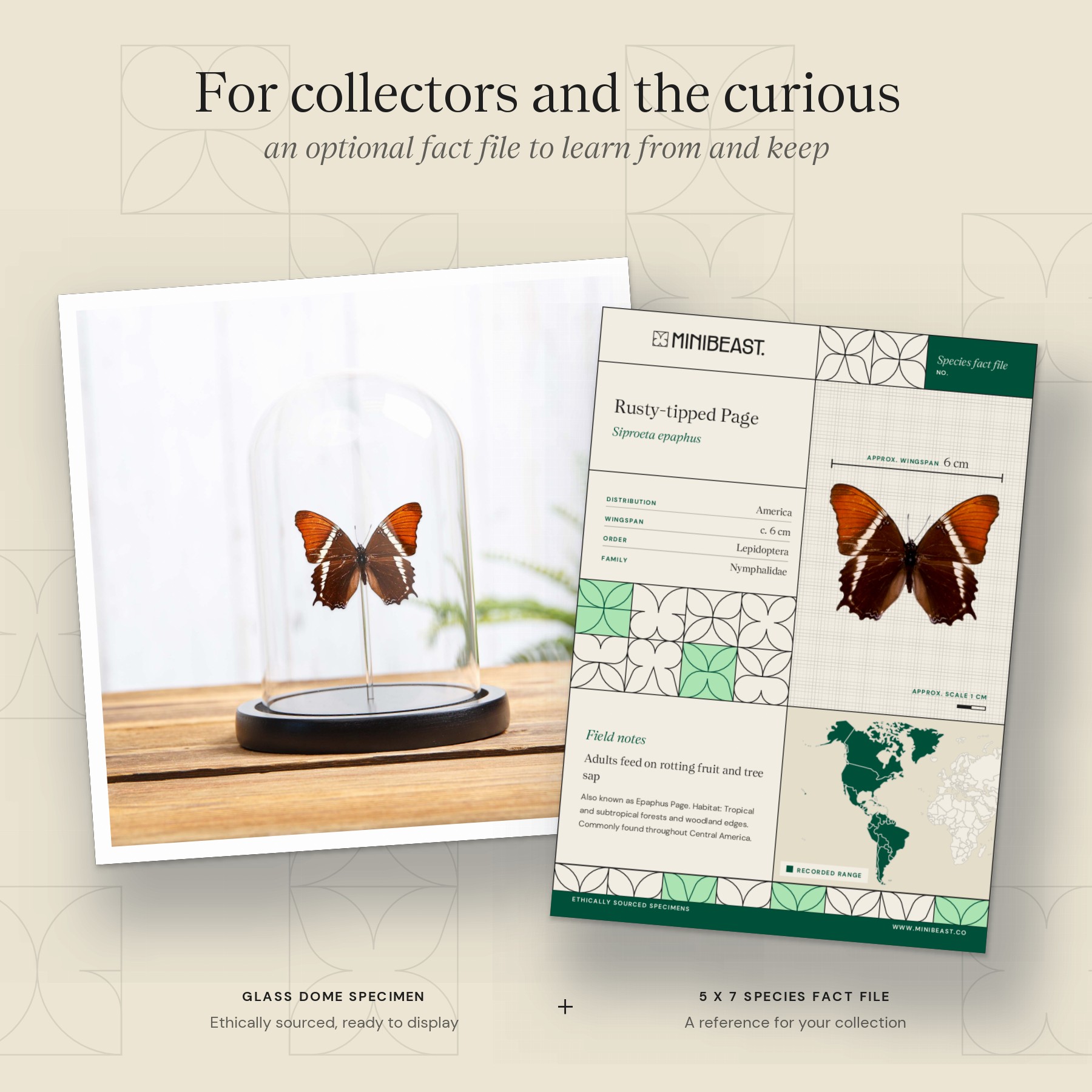 Minibeast Rusty-tipped Page In Glass Dome (Siproeta epaphus)