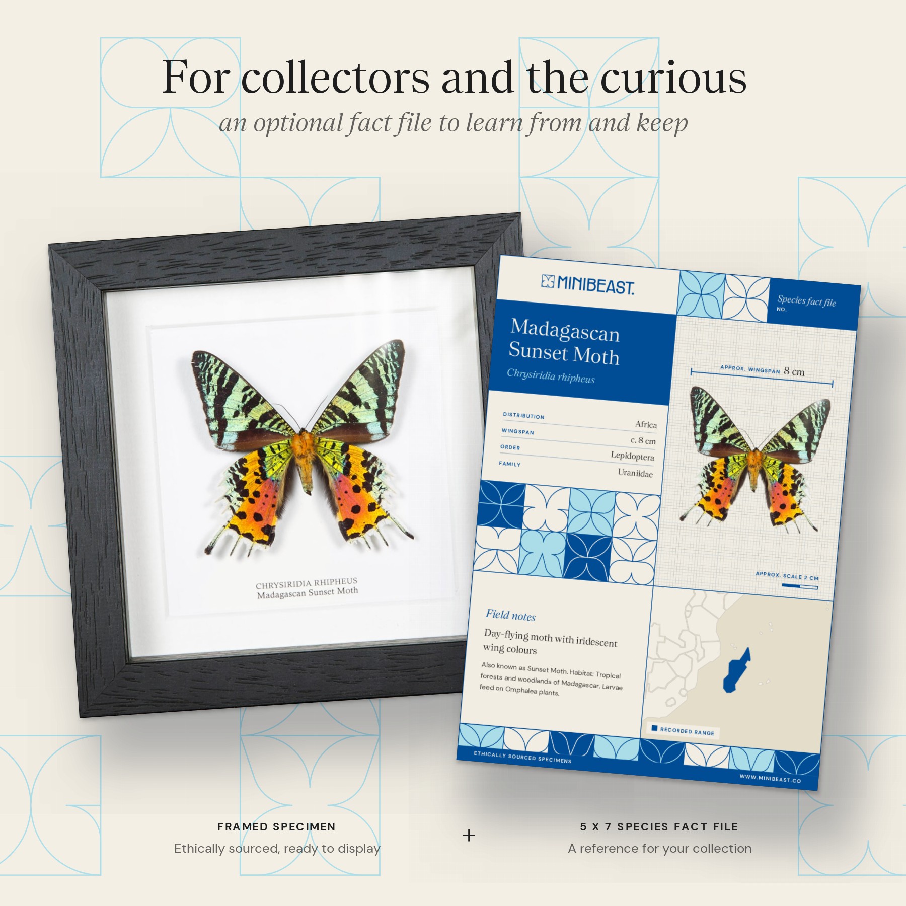 Minibeast Madagascan Sunset Moth Ventral Side In Box Frame (Chrysiridia rhipheus)