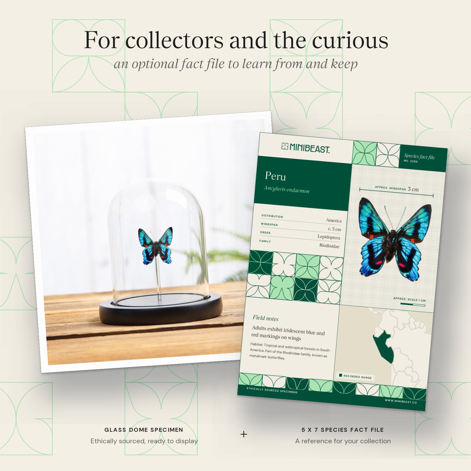 Minibeast Ancyluris endaemon Butterfly In Glass Dome 