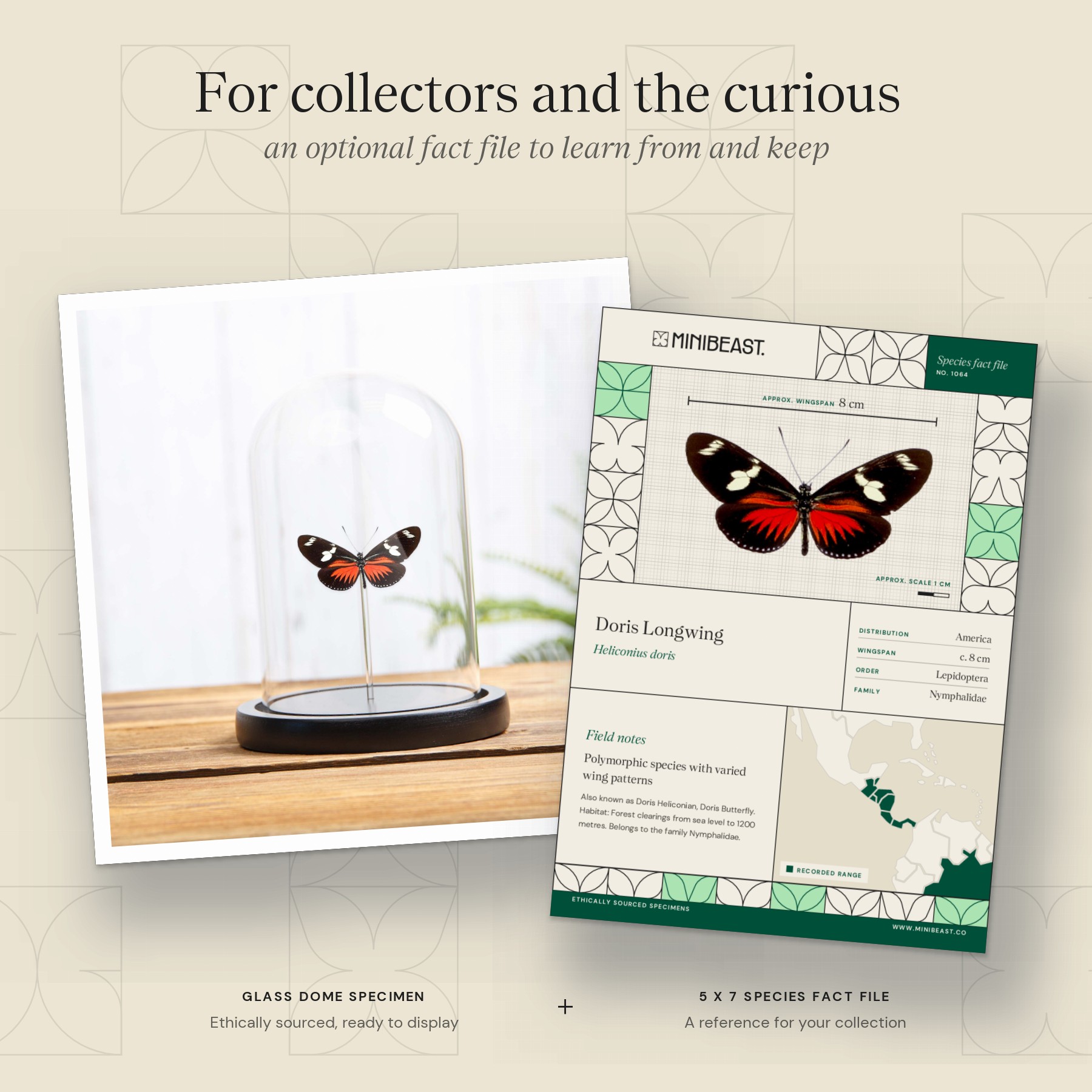 Minibeast Doris Longwing In Glass Dome (Heliconius doris)