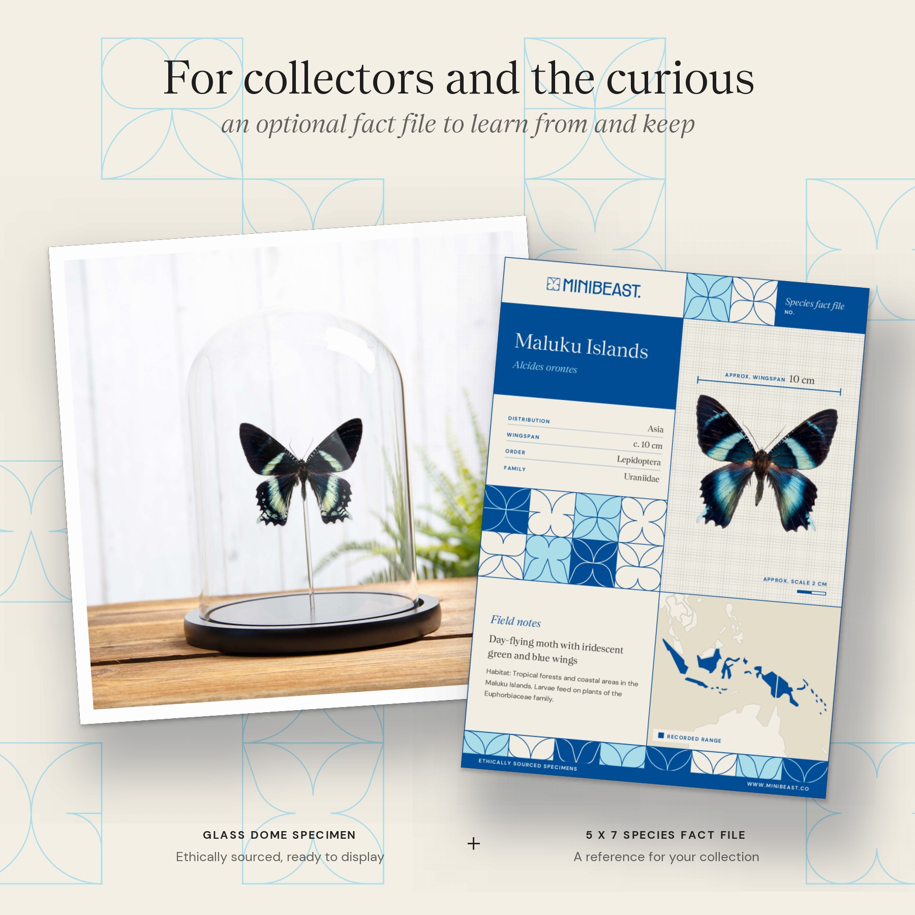 Minibeast Alcides orontes Moth In Glass Dome from Maluku islands