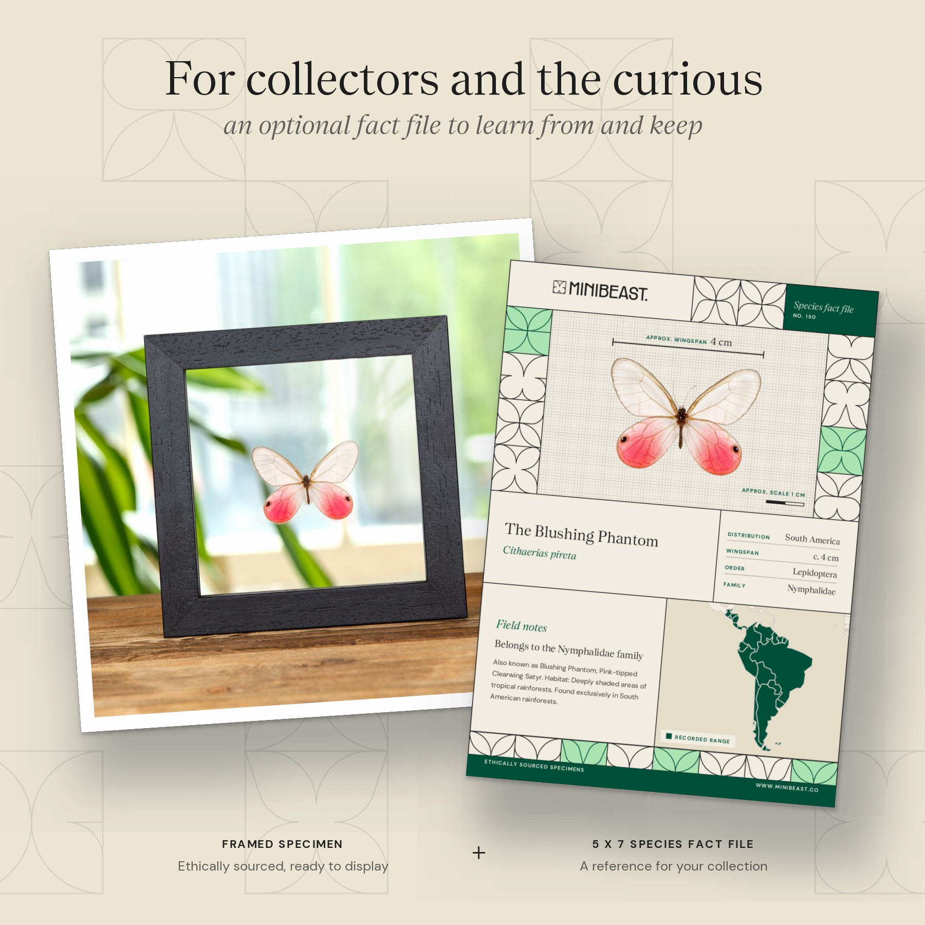 Minibeast The Blushing Phantom Butterfly In Clear Glass Box Frame (Cithaerias pireta)