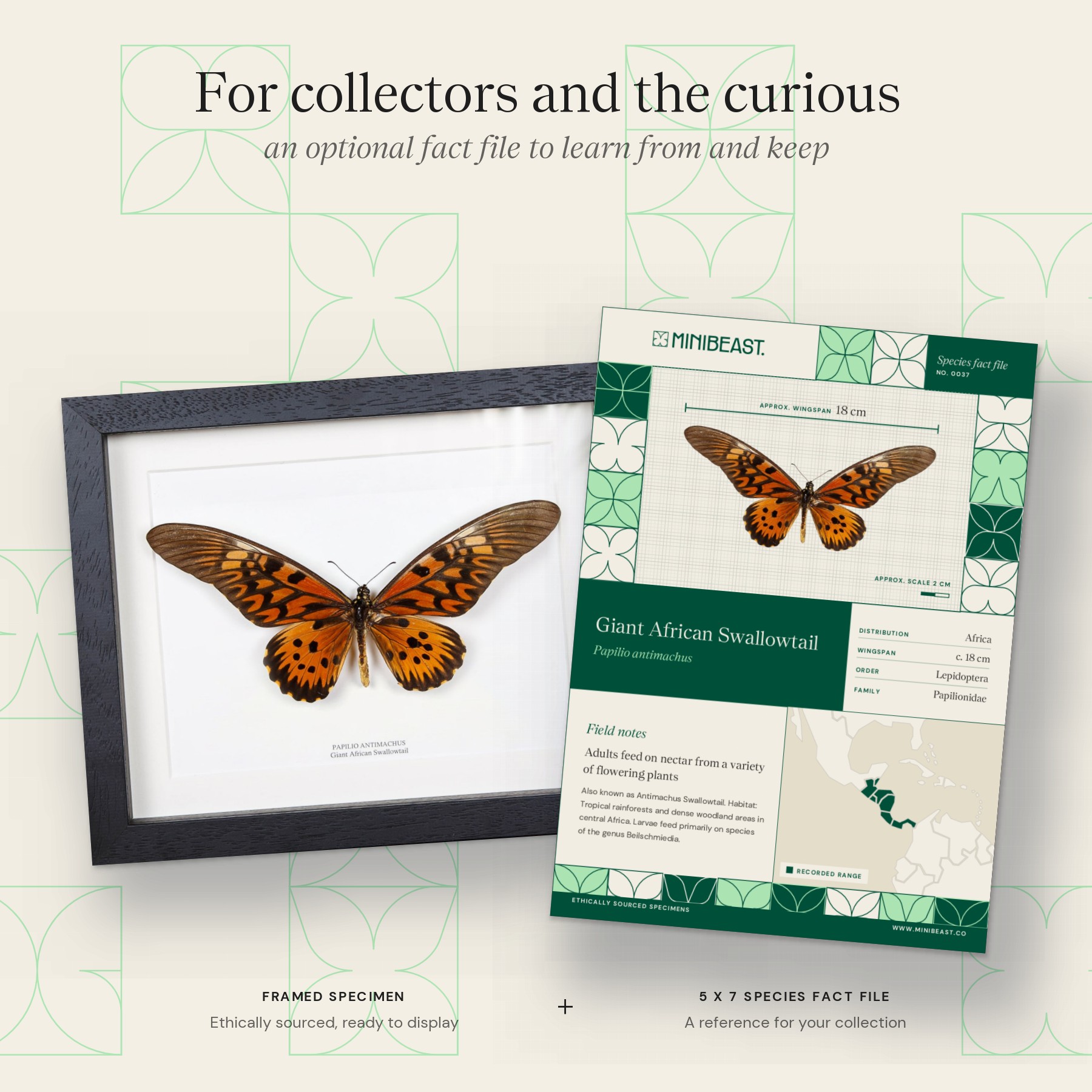 Minibeast Giant African Swallowtail Butterfly In Box Frame (Papilio antimachus)
