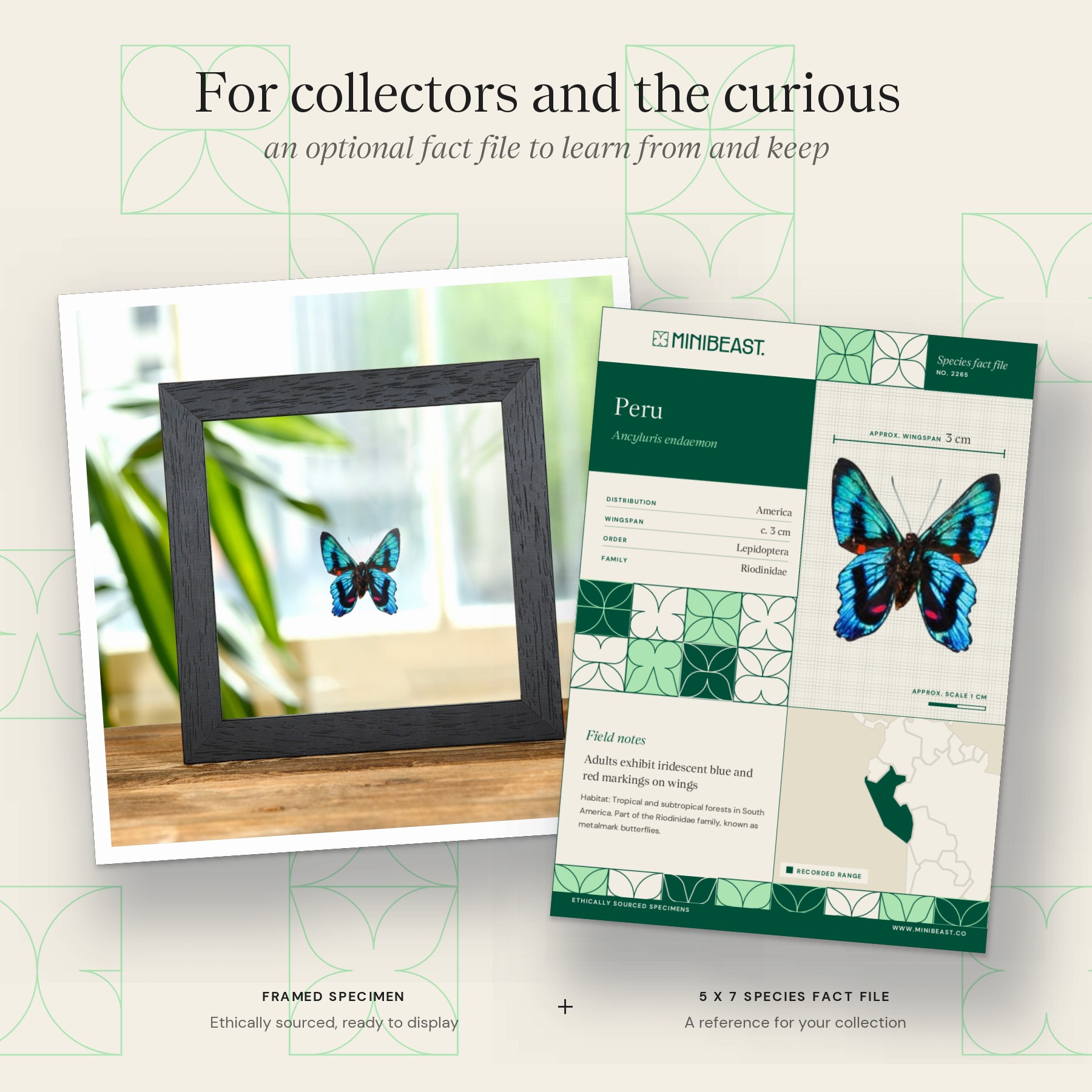 Minibeast Ancyluris endaemon Butterfly In Clear Glass Frame