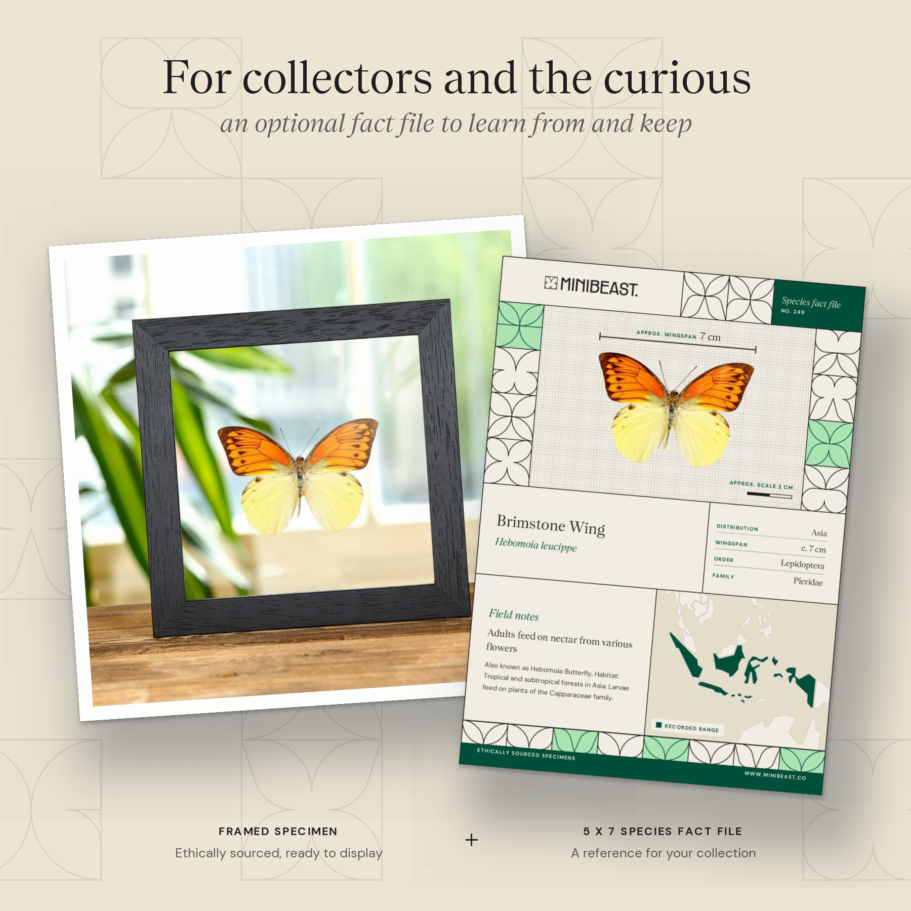 Minibeast Brimstone Wing Butterfly In Clear Glass Box Frame (Hebomoia leucippe)