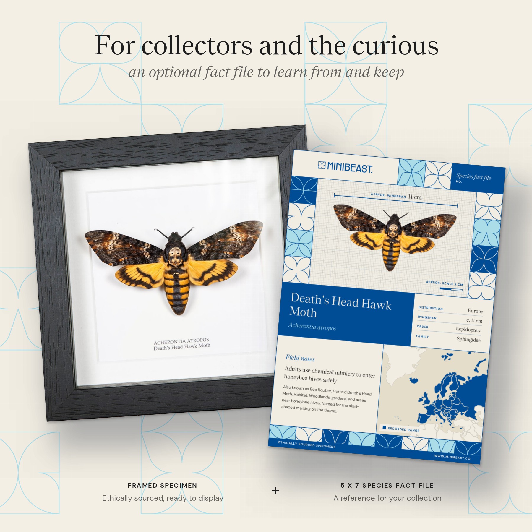 Minibeast Framed Death's Head Hawk Moth (Acherontia atropos)