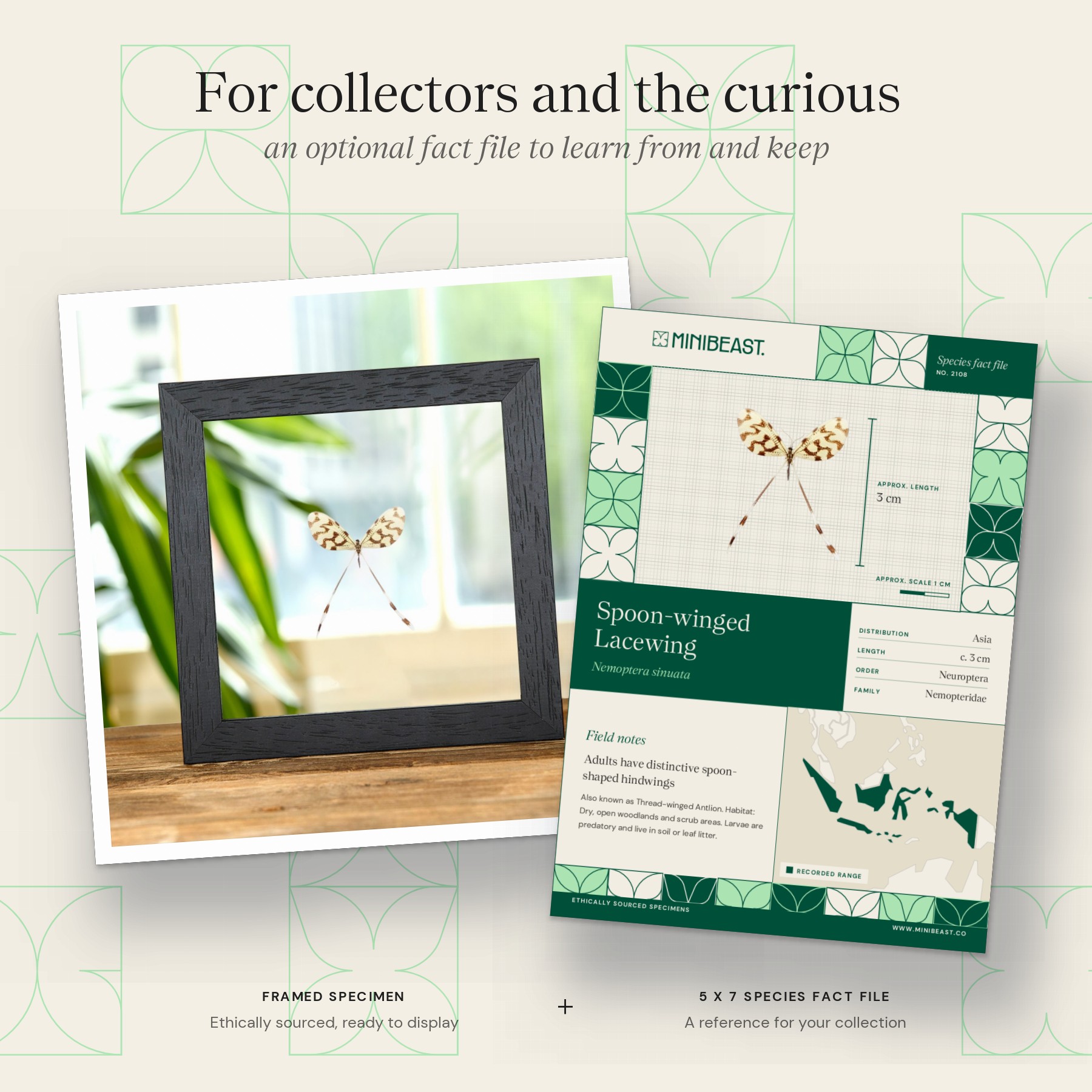 Minibeast Spoon-winged Lacewing In Clear Glass Box Frame (Nemoptera sinuata)