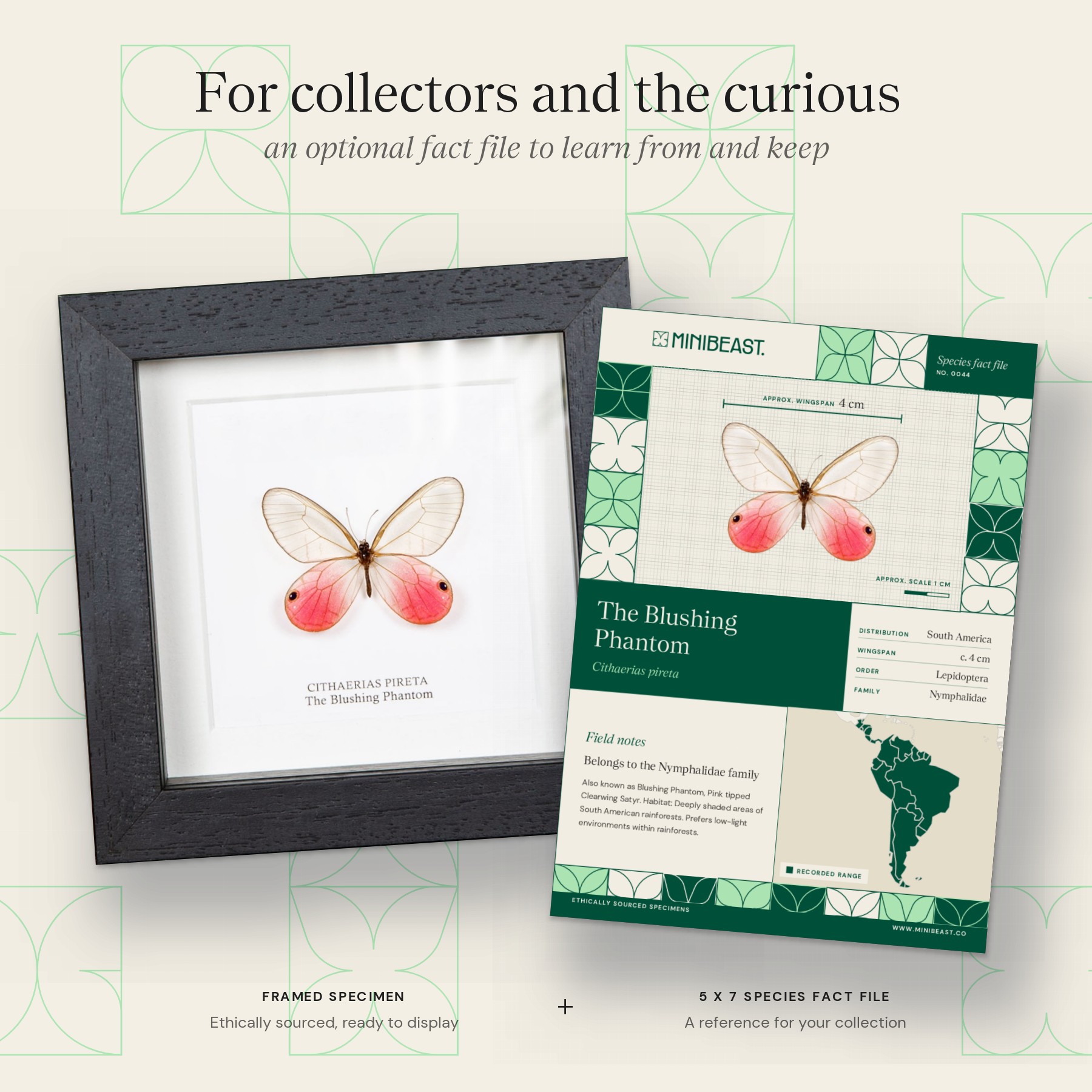 The Blushing Phantom Butterfly In Box Frame (Cithaerias pireta) Minibeast The Blushing Phantom Butterfly In Box Frame (Cithaerias pireta)