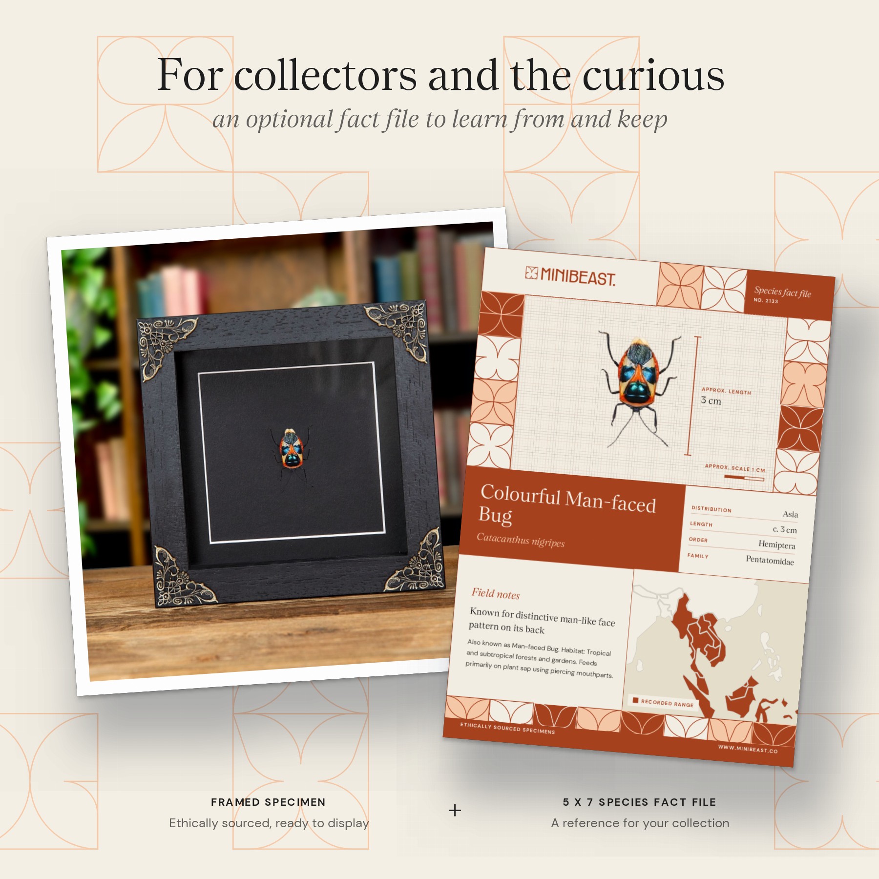 Minibeast Colourful Man-faced Bug In Baroque Style Frame (Catacanthus nigripes)