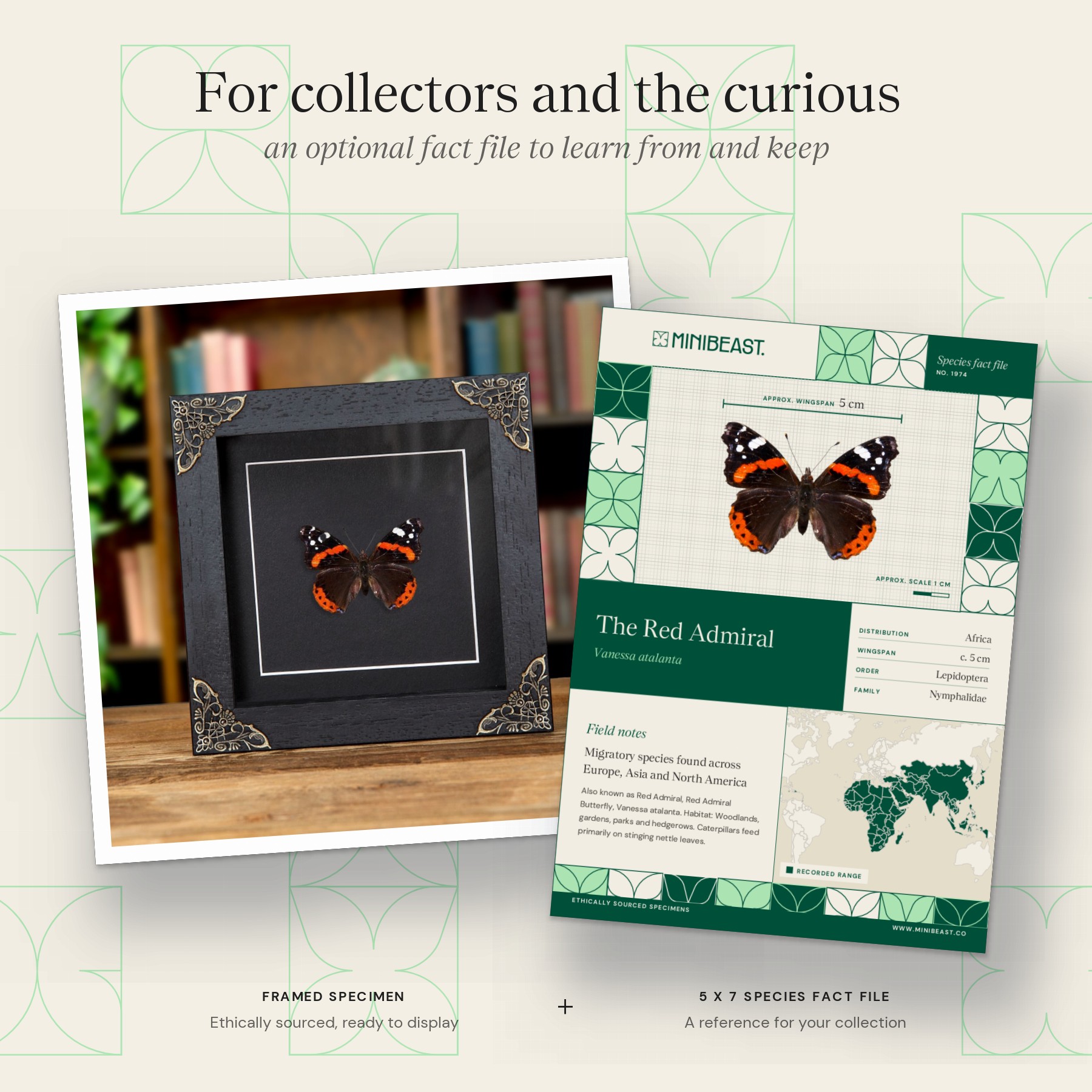 Minibeast The Red Admiral In Baroque Style Frame (Vanessa atalanta)