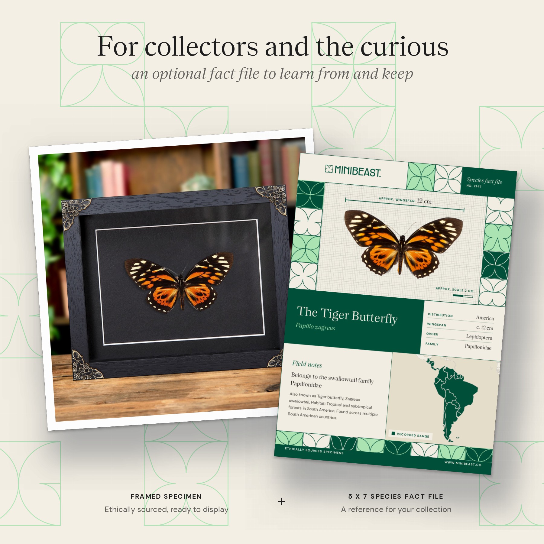 Minibeast The Tiger Butterfly In Baroque Style Frame (Papilio zagreus)