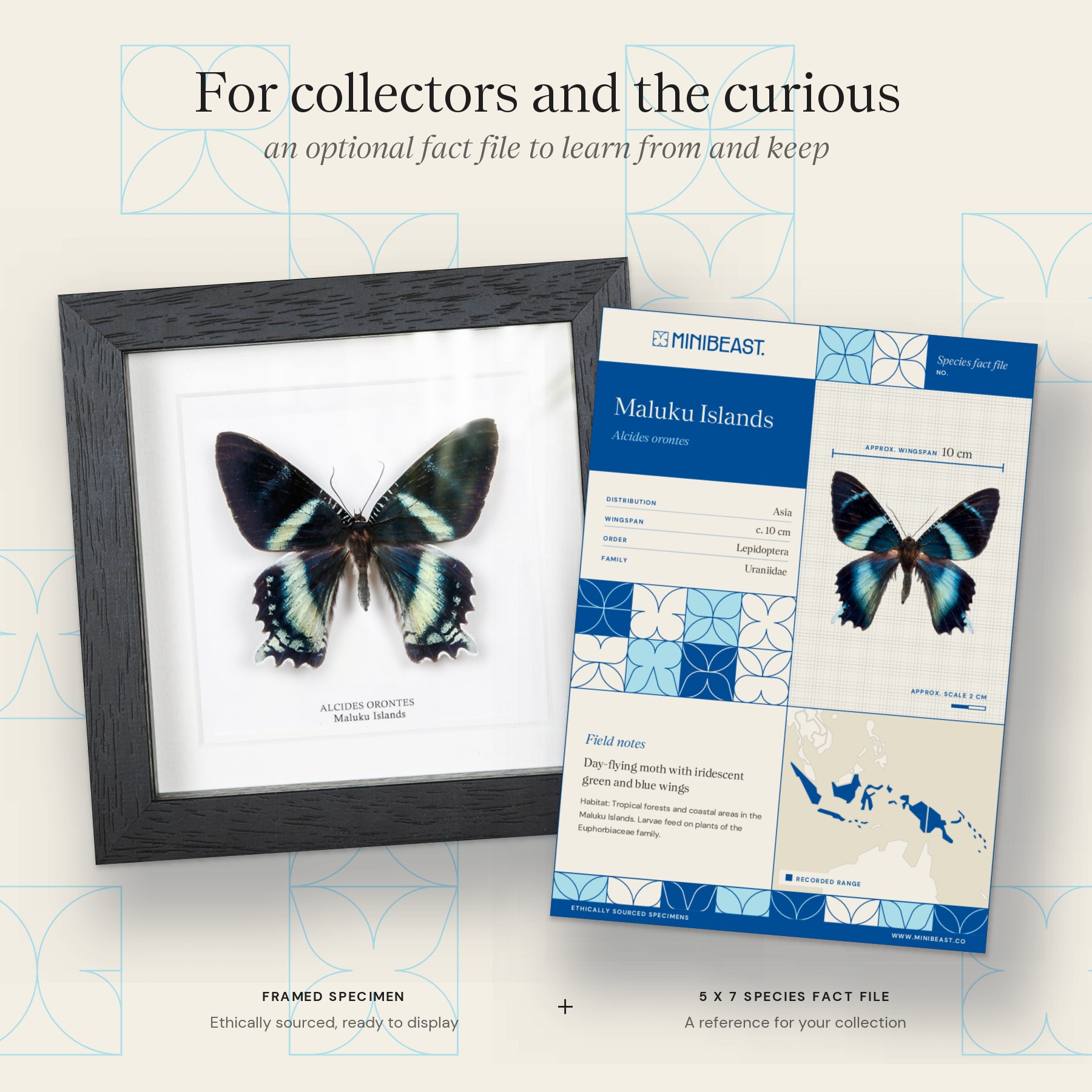 Minibeast Alcides orontes Moth In Box Frame from Maluku islands