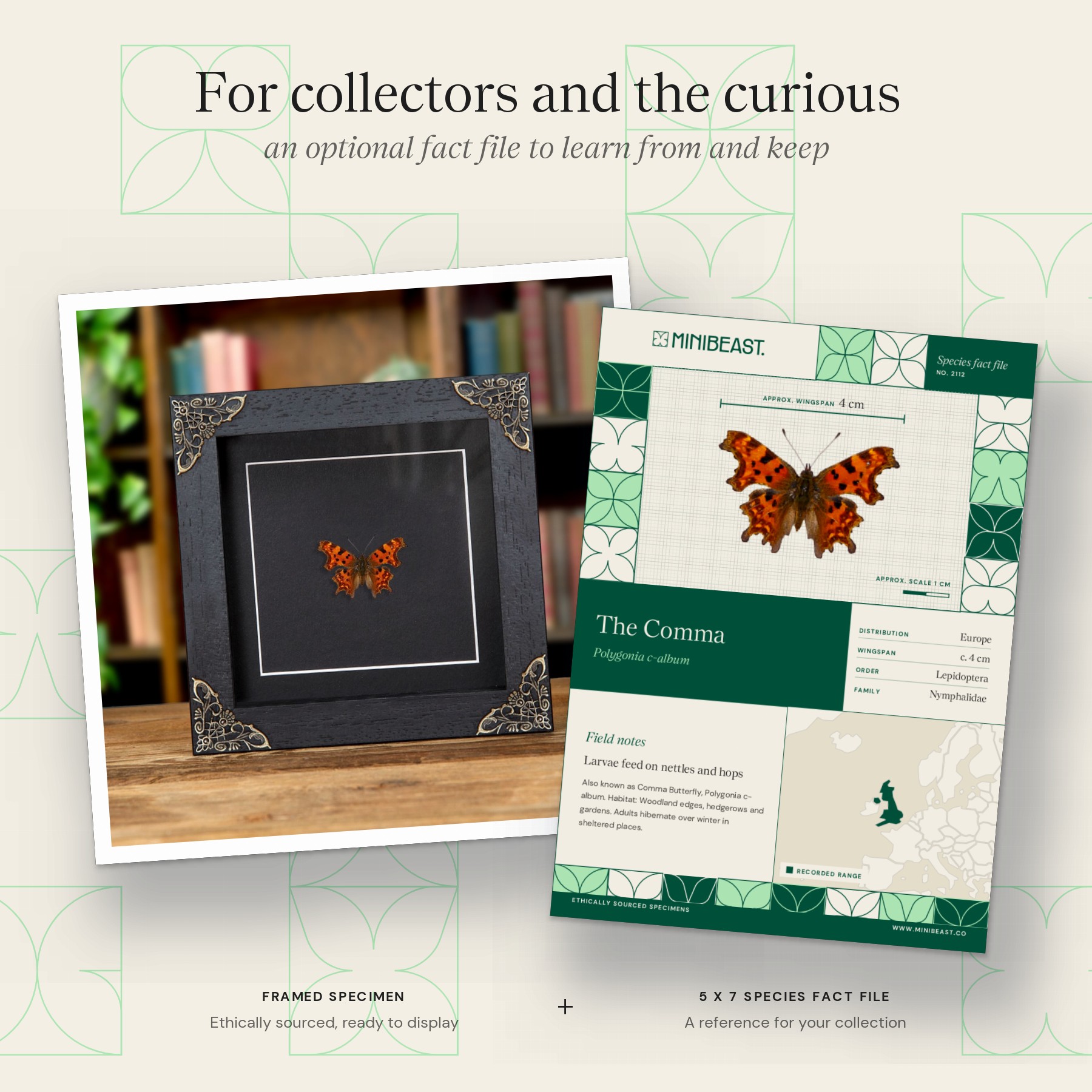 Minibeast The Comma Butterfly In Baroque Style Frame (Polygonia c-album)