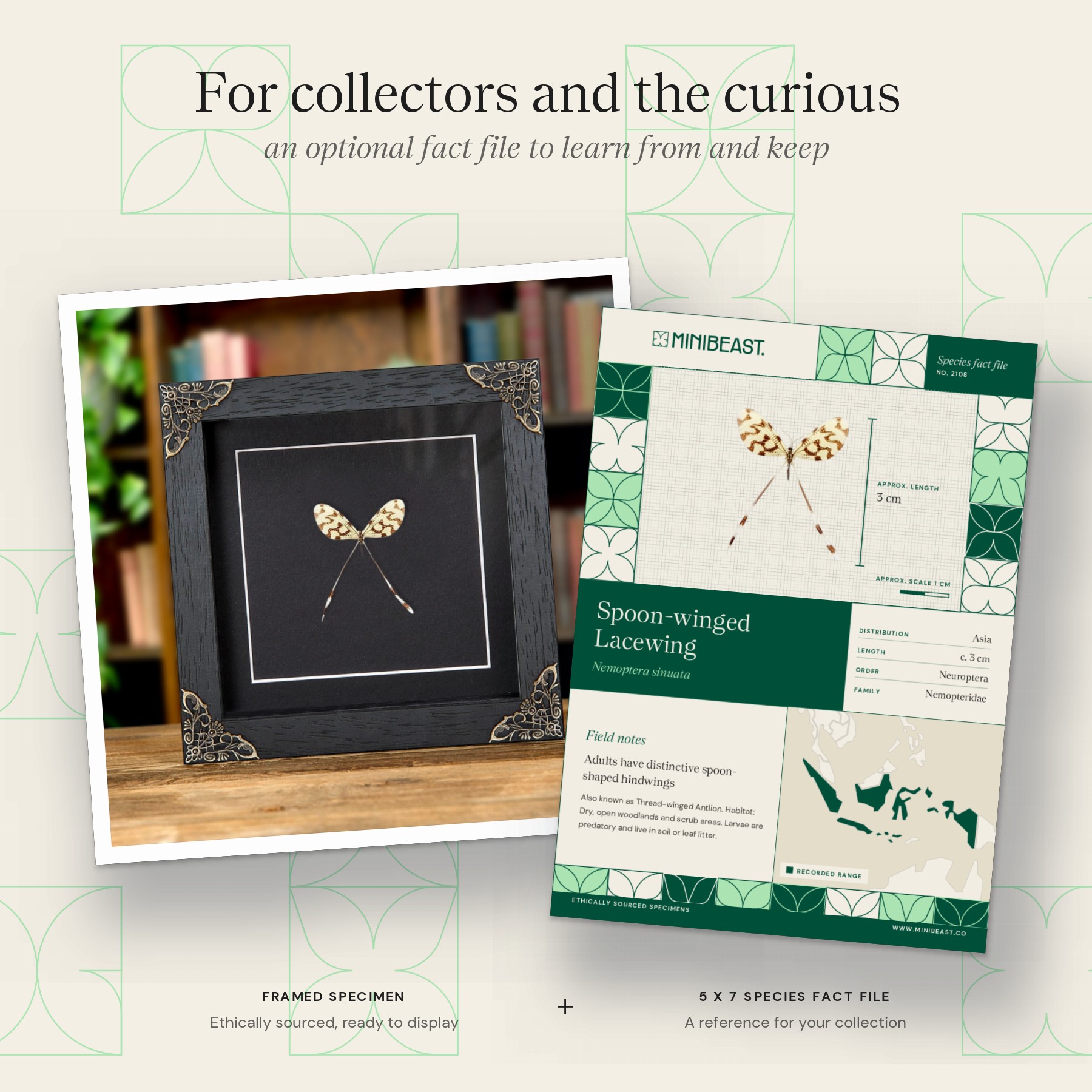 Minibeast Spoon-winged Lacewing In Baroque Style Frame (Nemoptera sinuata)