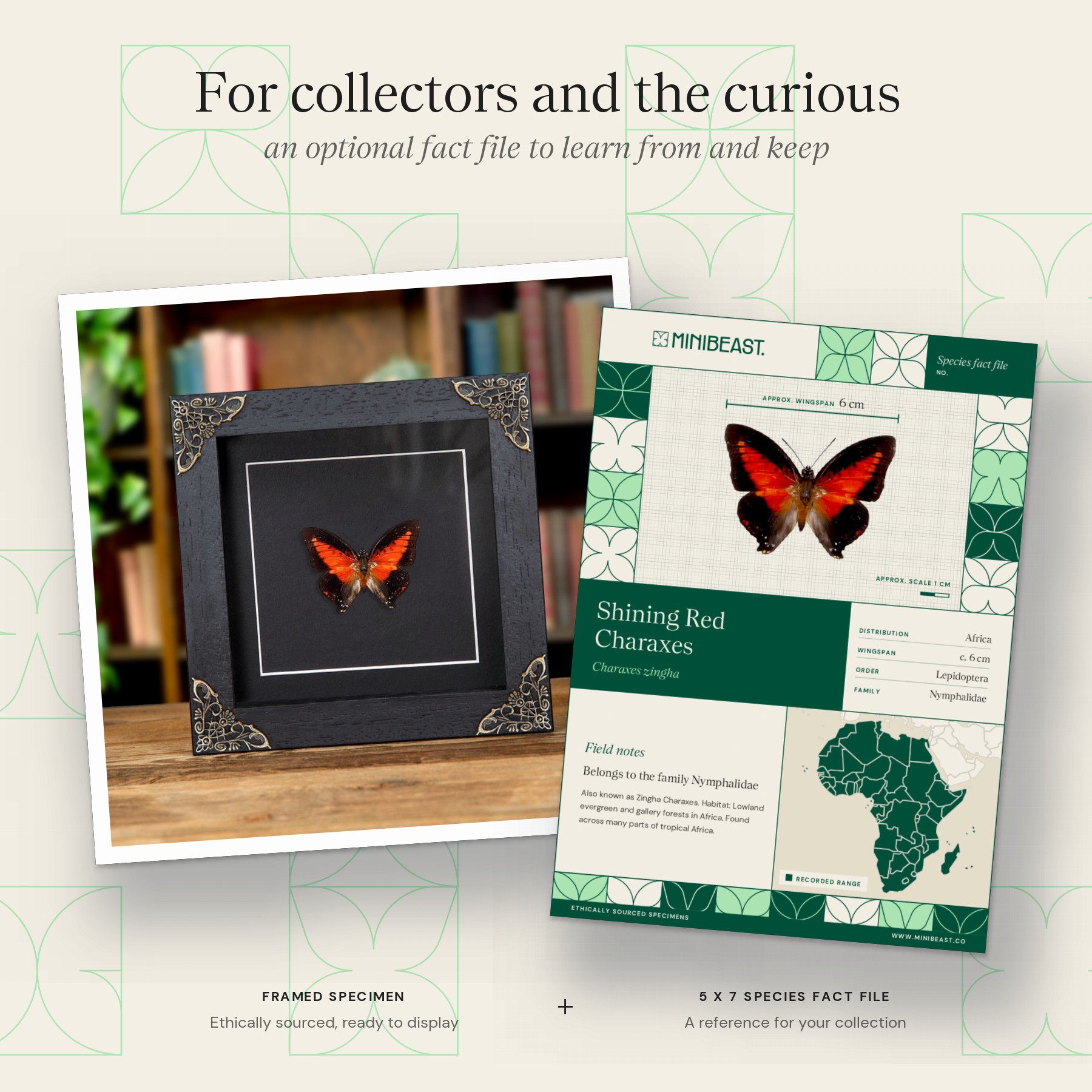 Minibeast Shining Red Charaxes In Baroque Style Frame (Charaxes zingha)