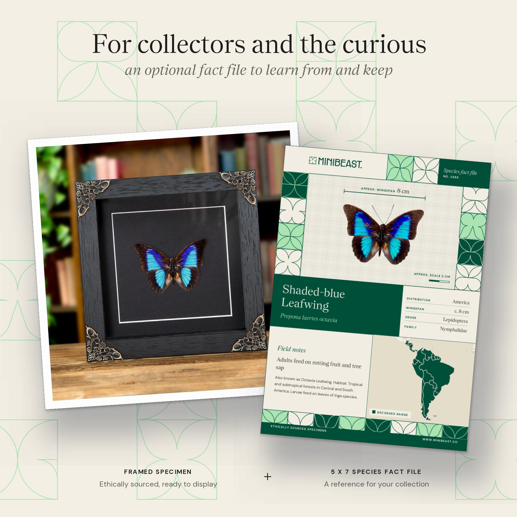 Minibeast Shaded-blue Leafwing In Baroque Style Frame (Prepona Laertes octavia)