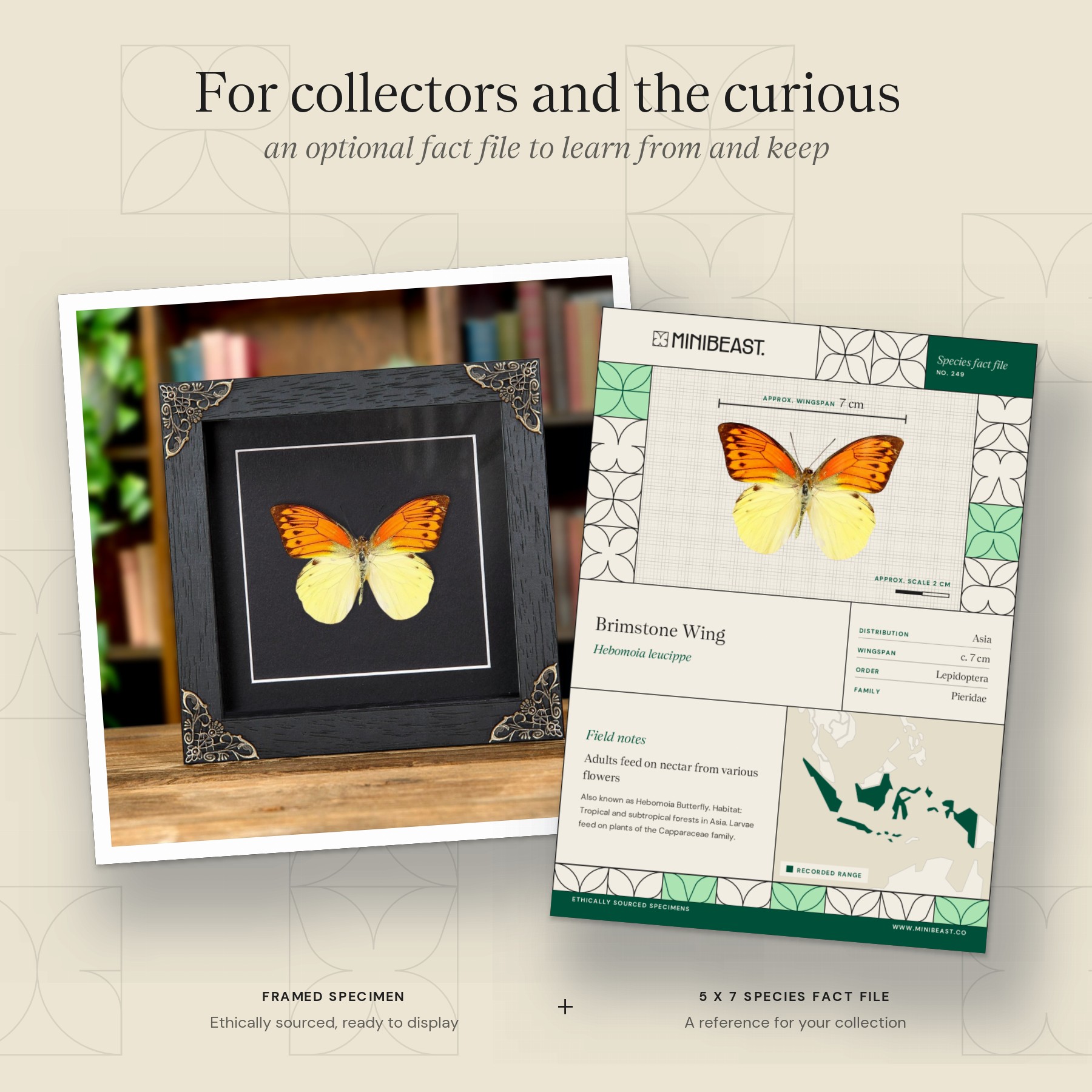 Minibeast Brimstone Wing Butterfly In Baroque Style Frame (Hebomoia leucippe)