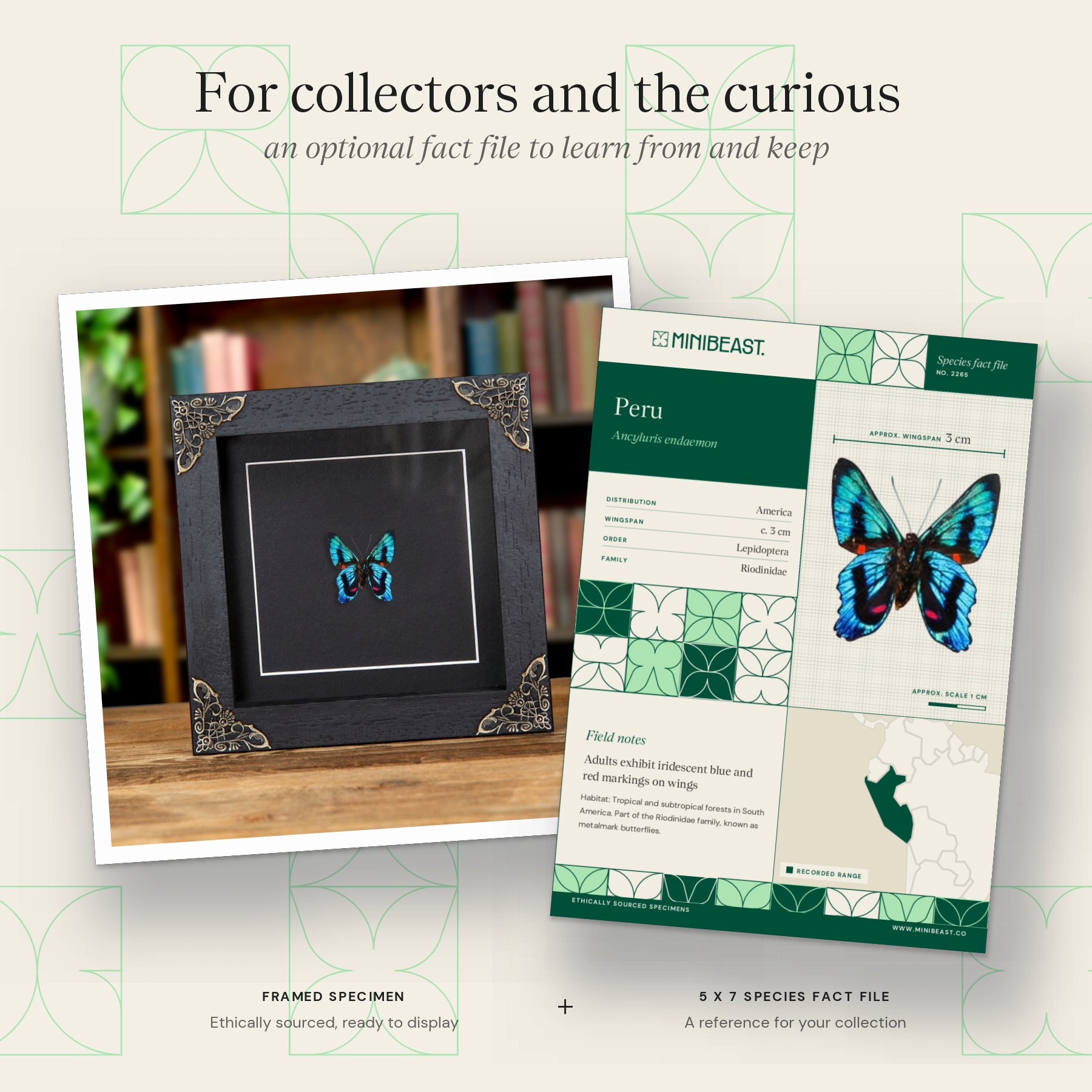Minibeast Ancyluris endaemon Butterfly In Baroque Style Frame