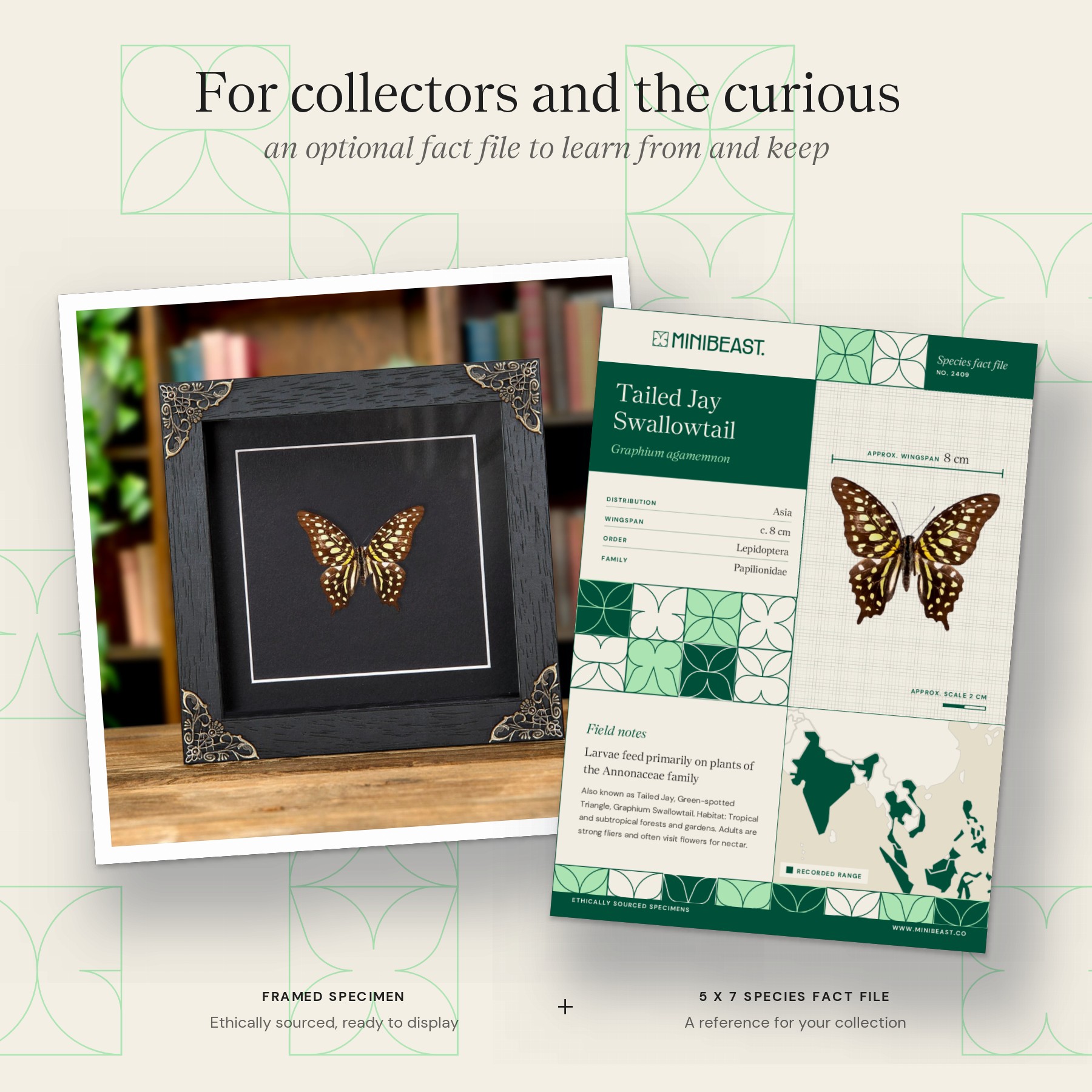 Minibeast Tailed Jay Swallowtail In Baroque Style Frame (Graphium agamemnon)