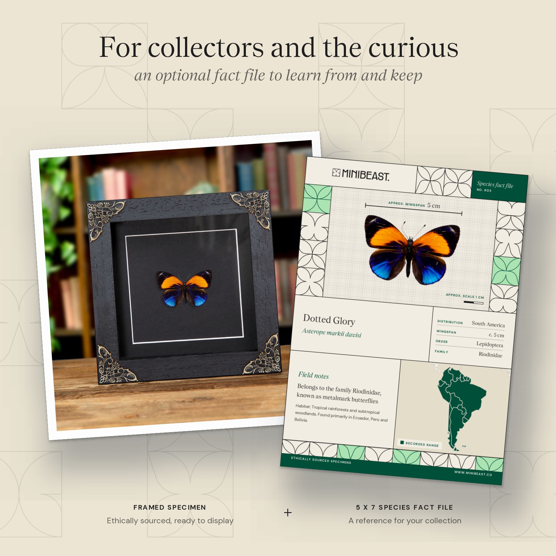 Minibeast Dotted Glory Butterfly In Baroque Style Frame (Asterope markii davisi)