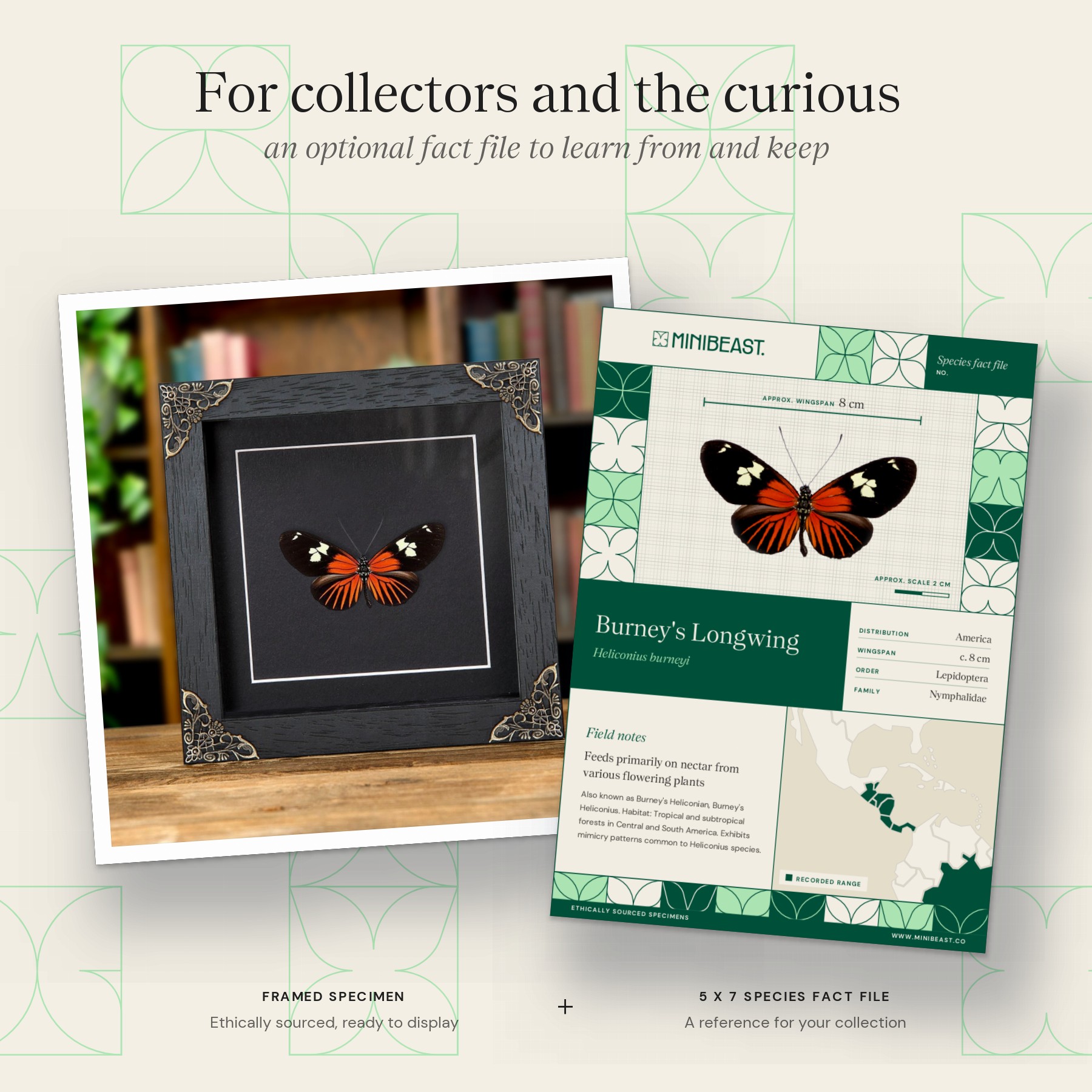 Minibeast Burney's Longwing In Baroque Style Frame (Heliconius burneyi)