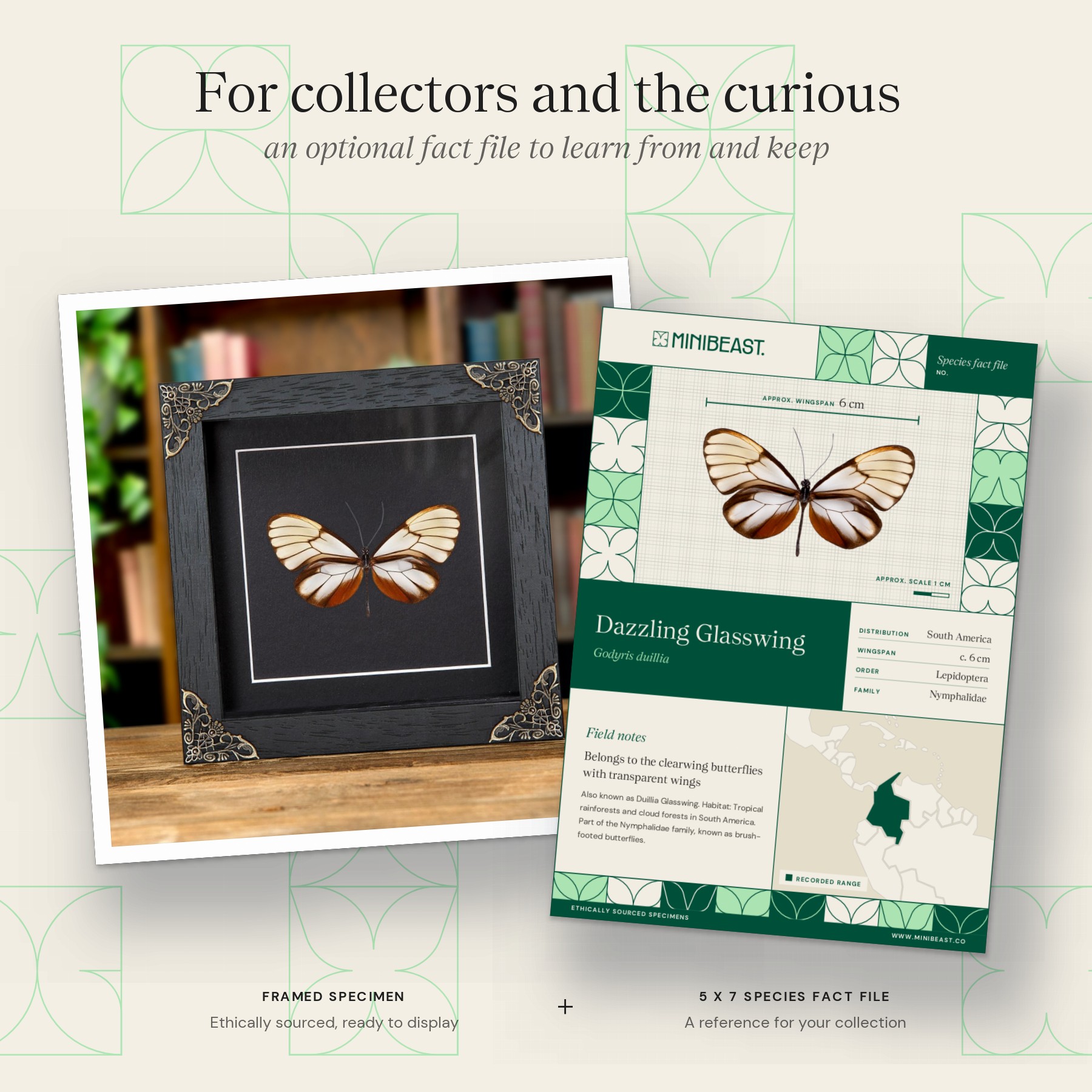 Minibeast Dazzling Glasswing Butterfly In Baroque Style Frame (Godyris duillia)