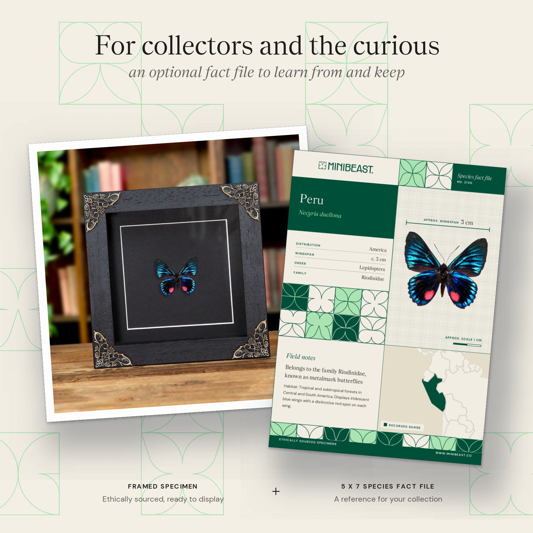 Minibeast Necyria duellona Butterfly In Baroque Style Frame