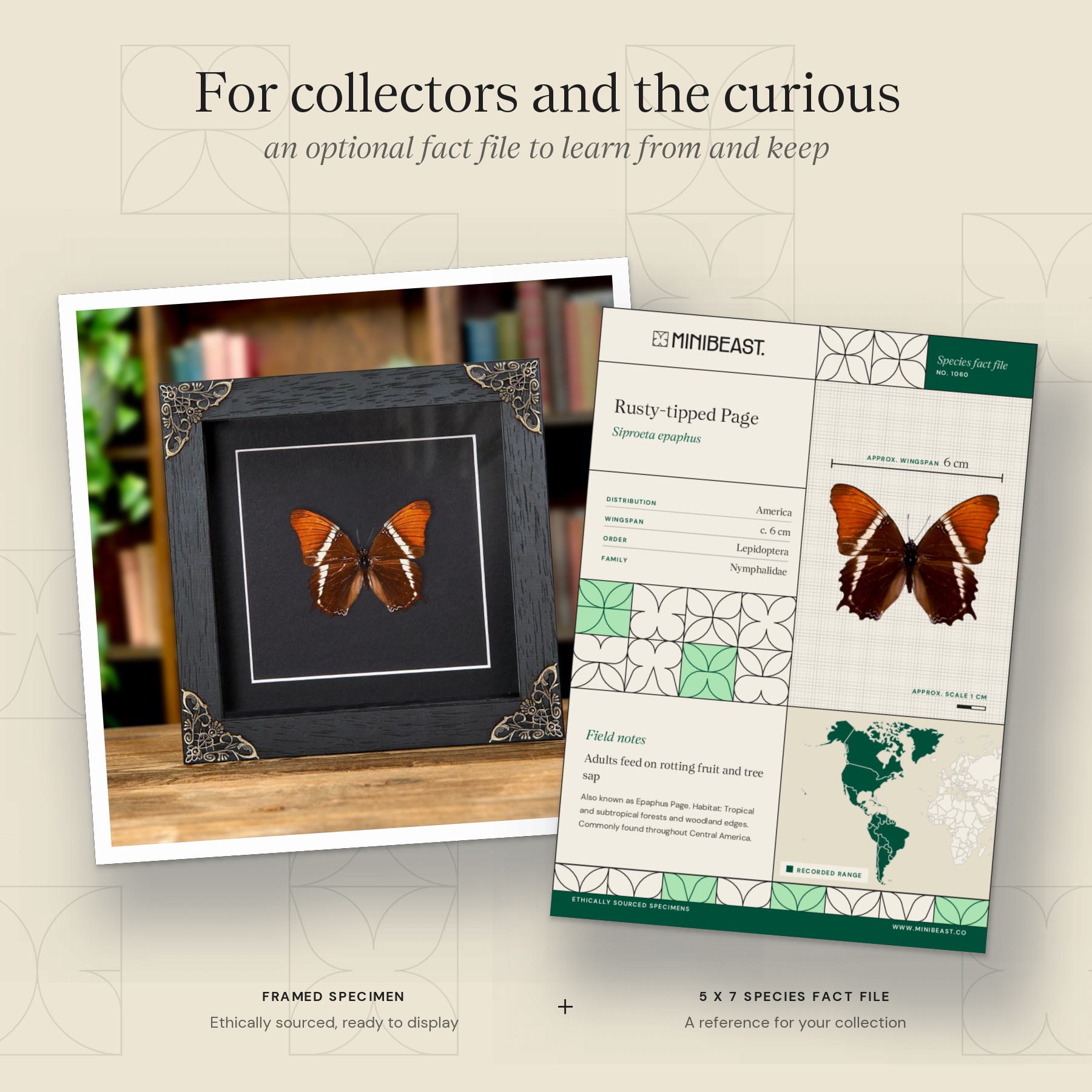 Minibeast Rusty-tipped Page In Baroque Style Frame (Siproeta epaphus)