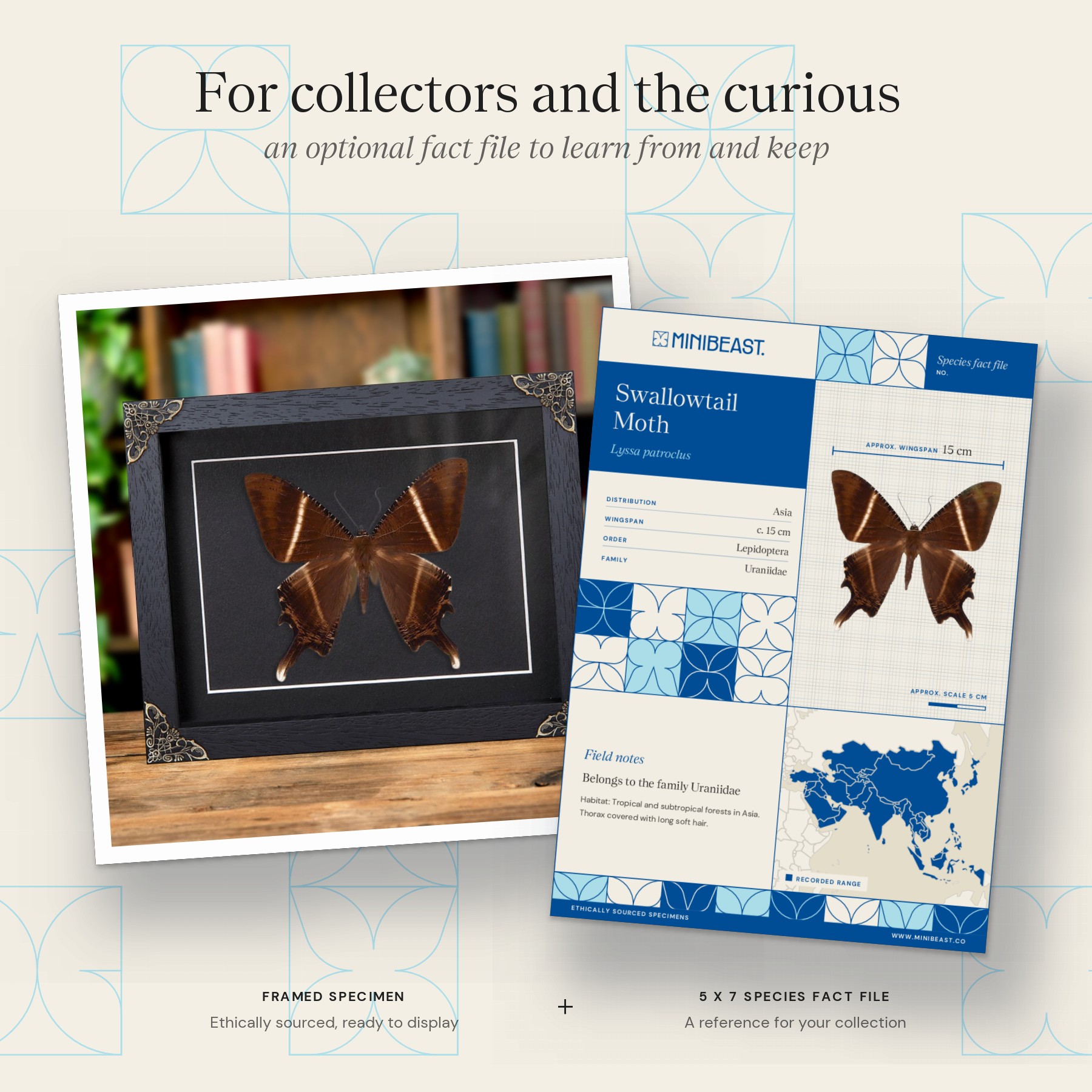 Minibeast Swallowtail Moth In Baroque Style Frame (Lyssa patroclus)