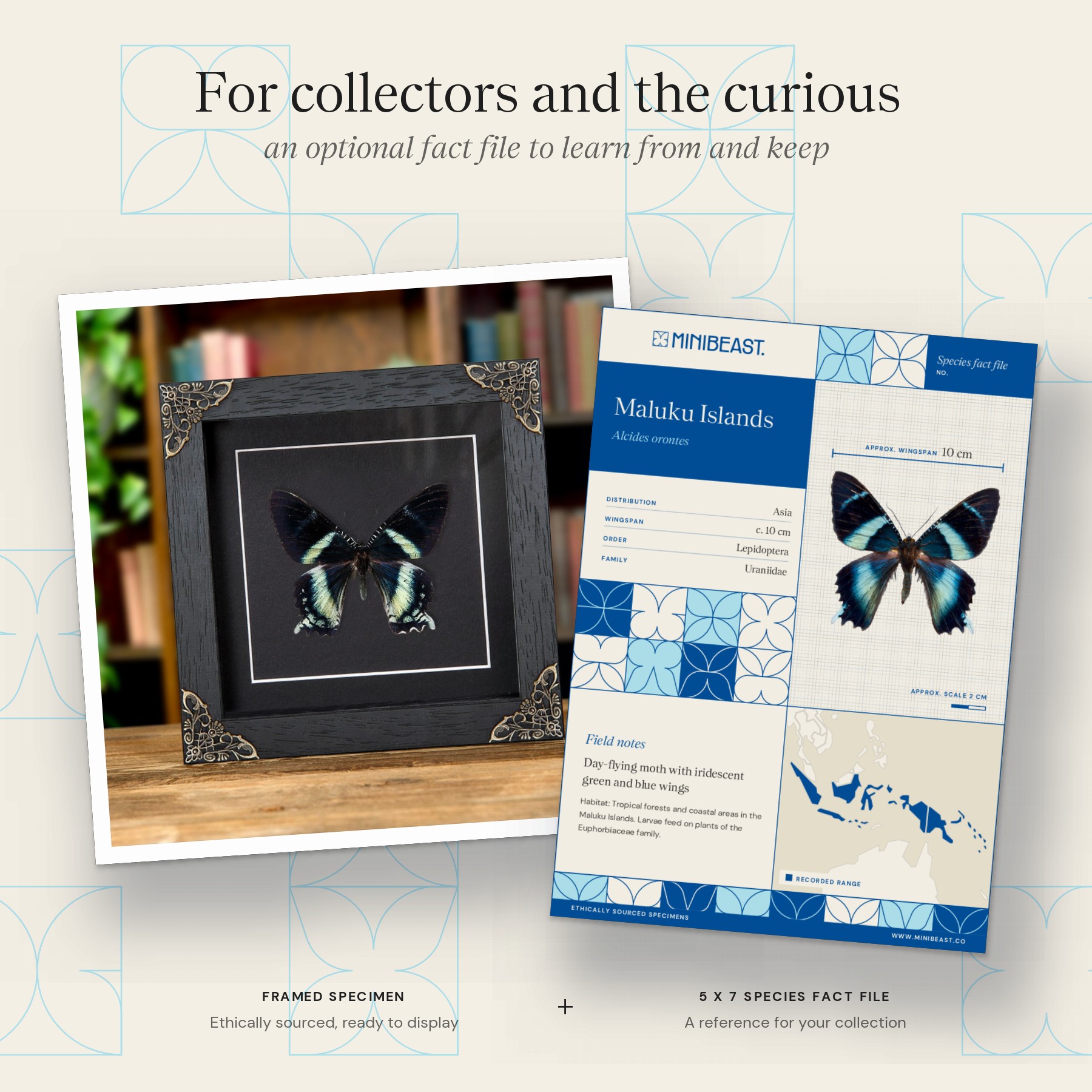Minibeast Alcides orontes Moth In Baroque Style Frame from Maluku islands