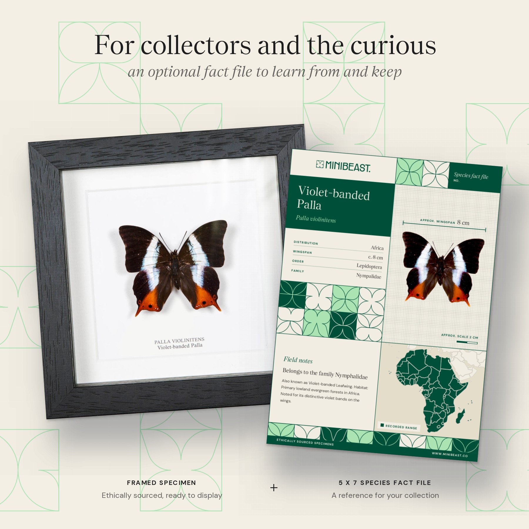 Minibeast Violet-banded Palla Butterfly In Box Frame (Palla violinitens)