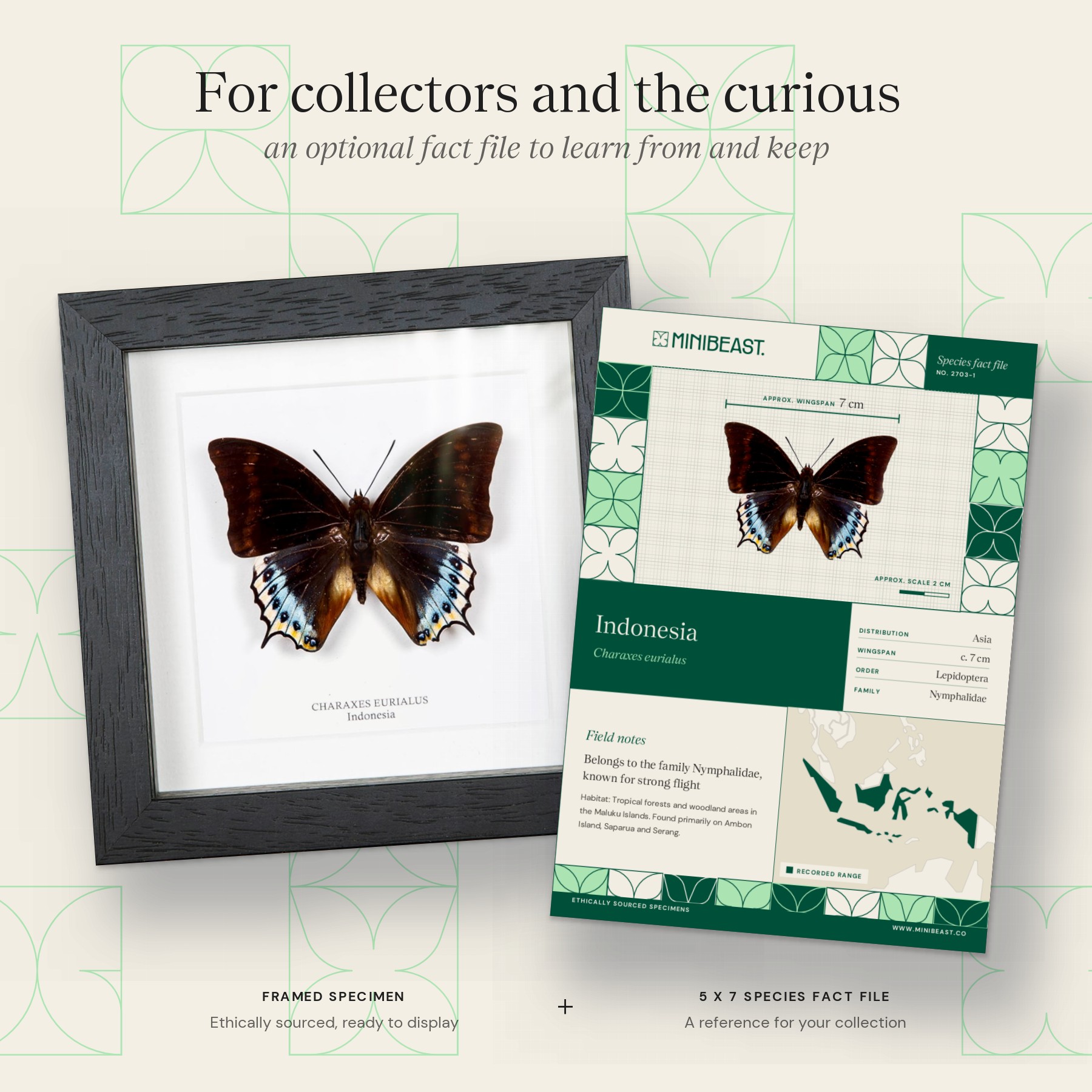 Minibeast Charaxes eurialus Butterfly In Box Frame From indonesia