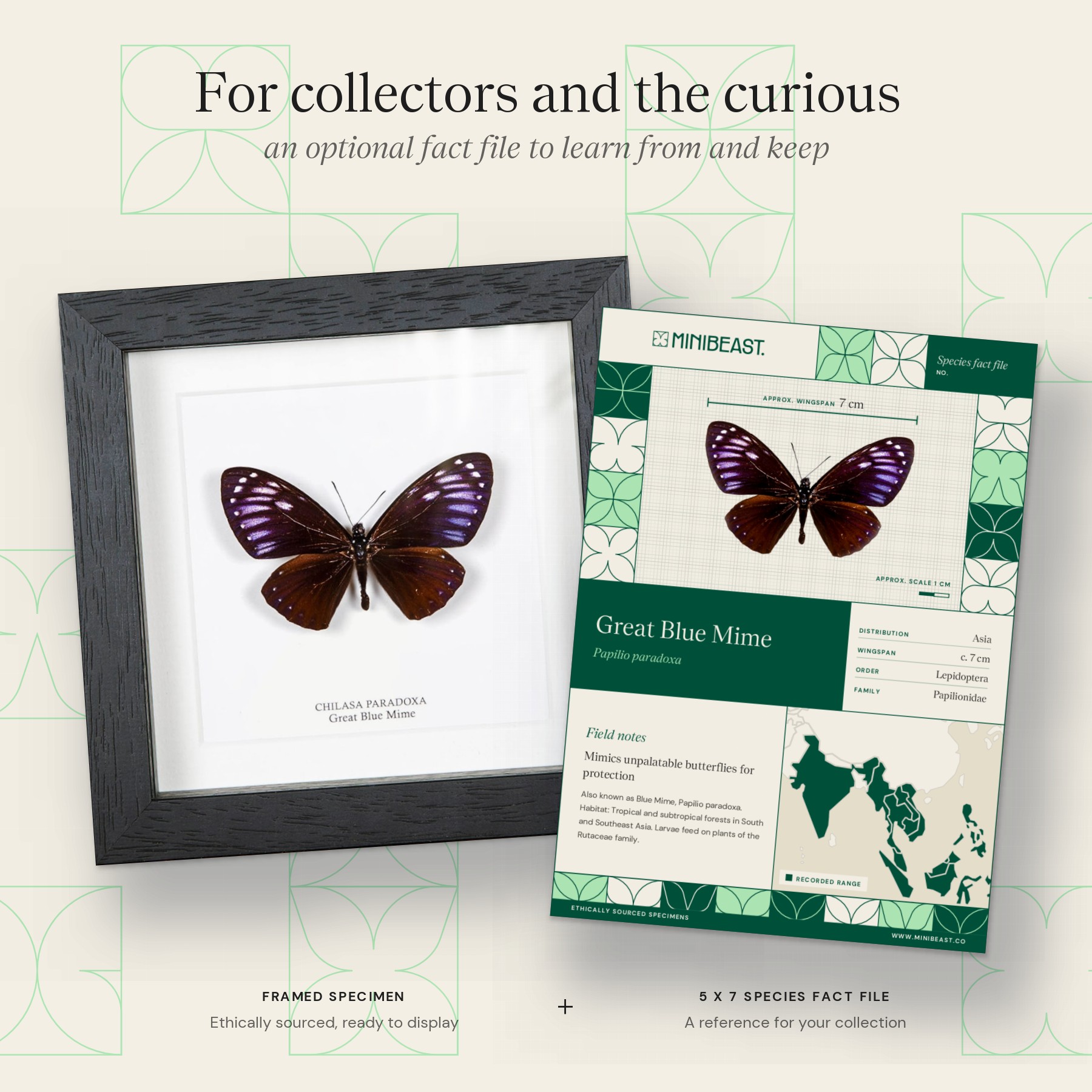 Minibeast Rare Great Blue Mime In Box Frame (Papilio paradoxa)